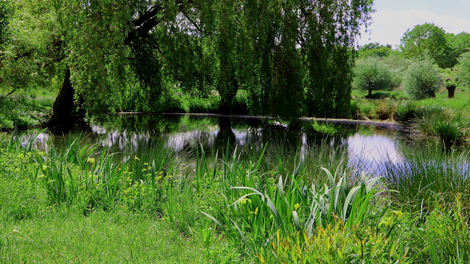 Nature scene with a pond and weeping willow tree HD Wallpaper