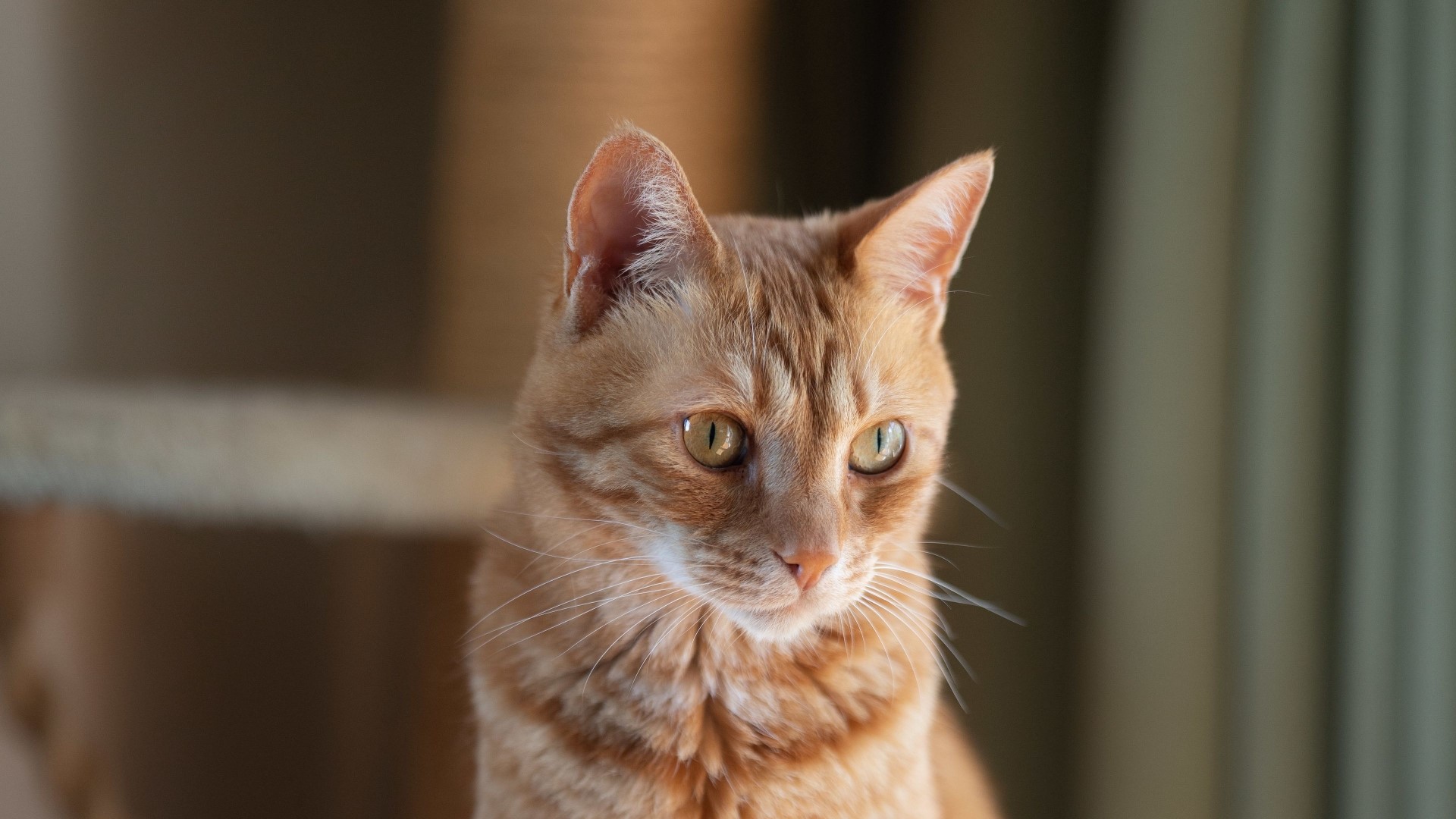 Orange Tabby Cat HD Wallpaper