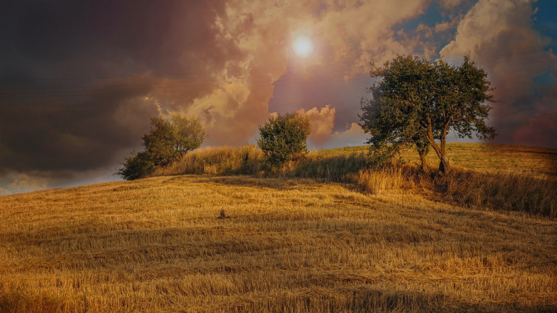 Golden field with trees and dramatic sky HD Wallpaper