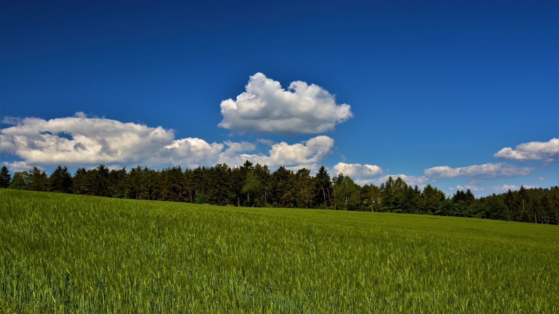 Green field and forest under blue sky HD Wallpaper