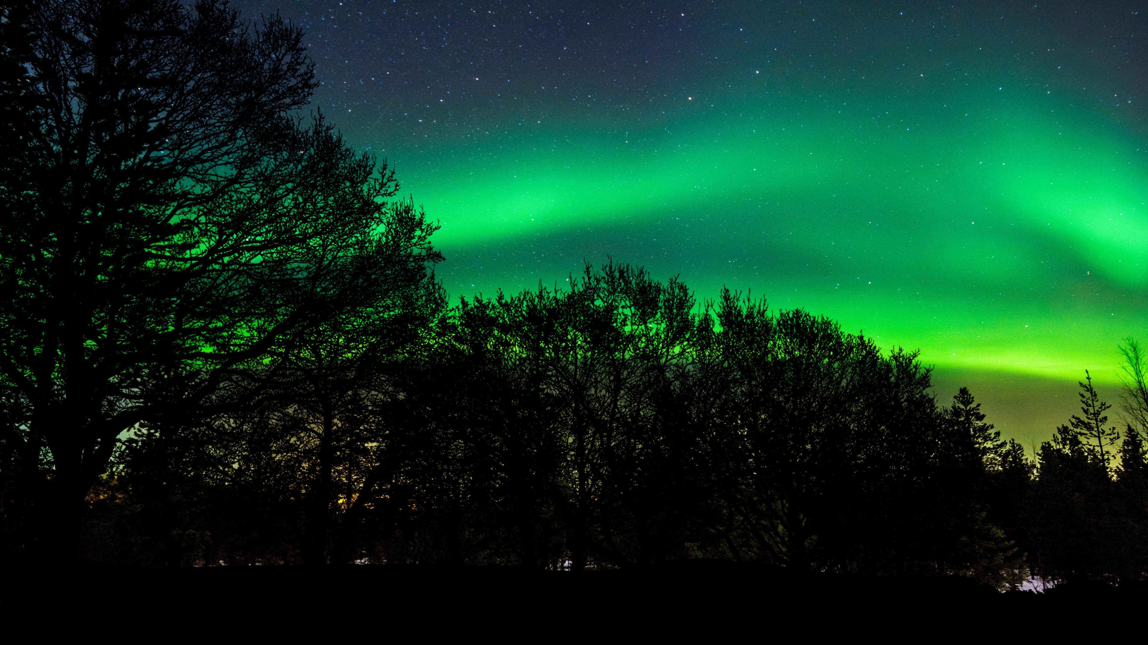 4K Northern Lights Over Trees HD Wallpaper