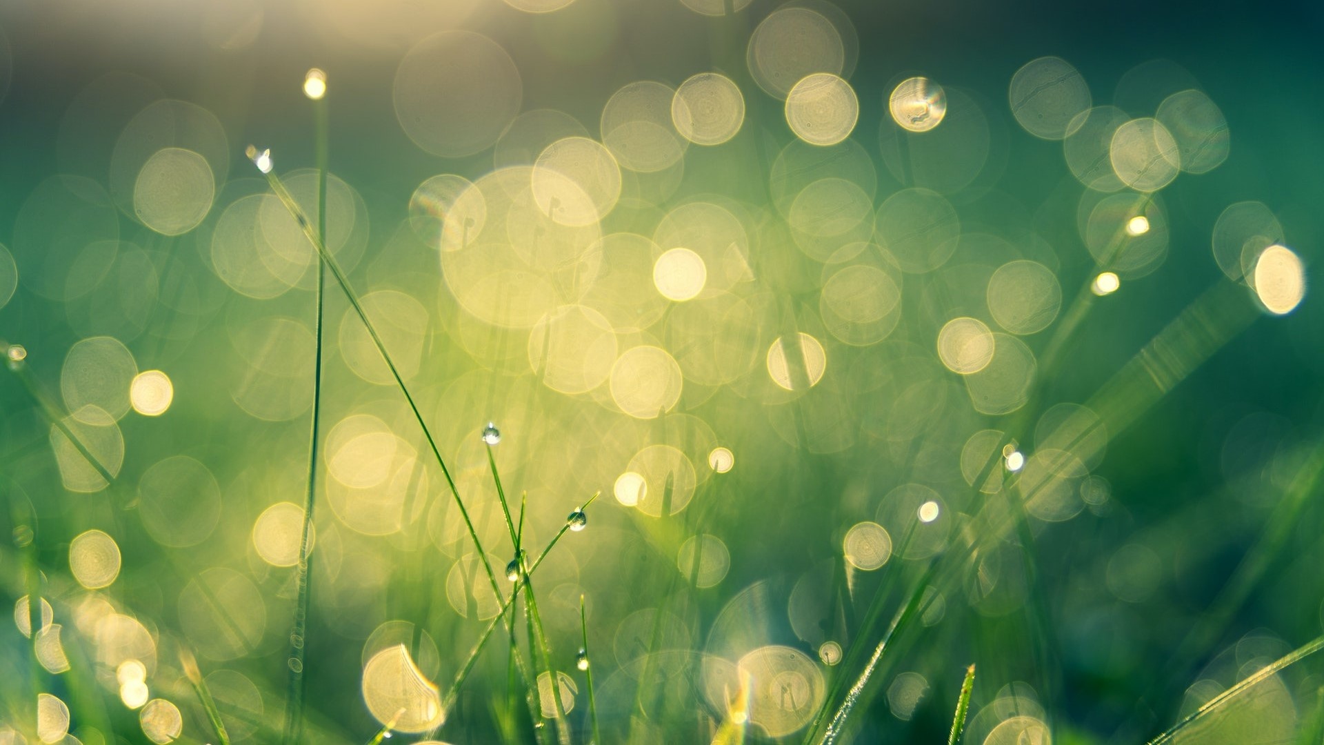 Green grass with bokeh lights HD Wallpaper