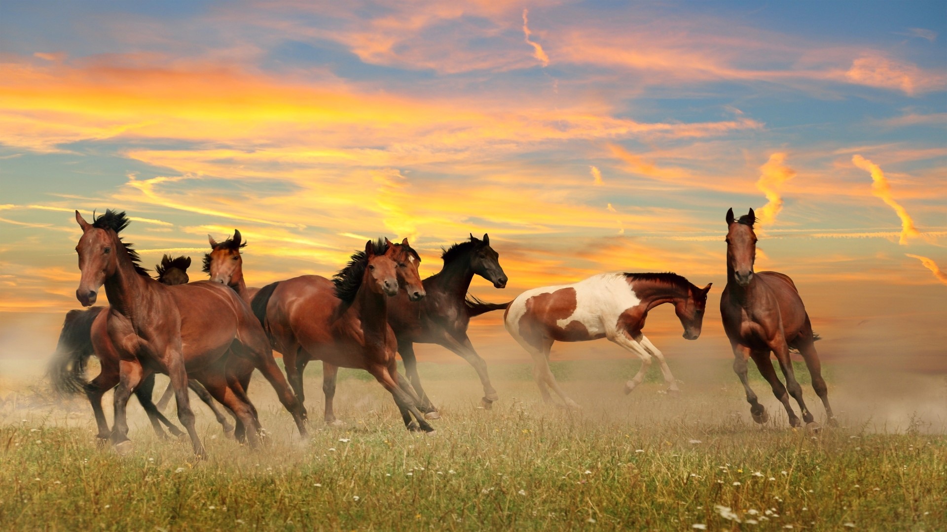 Herd of horses running at sunset HD Wallpaper