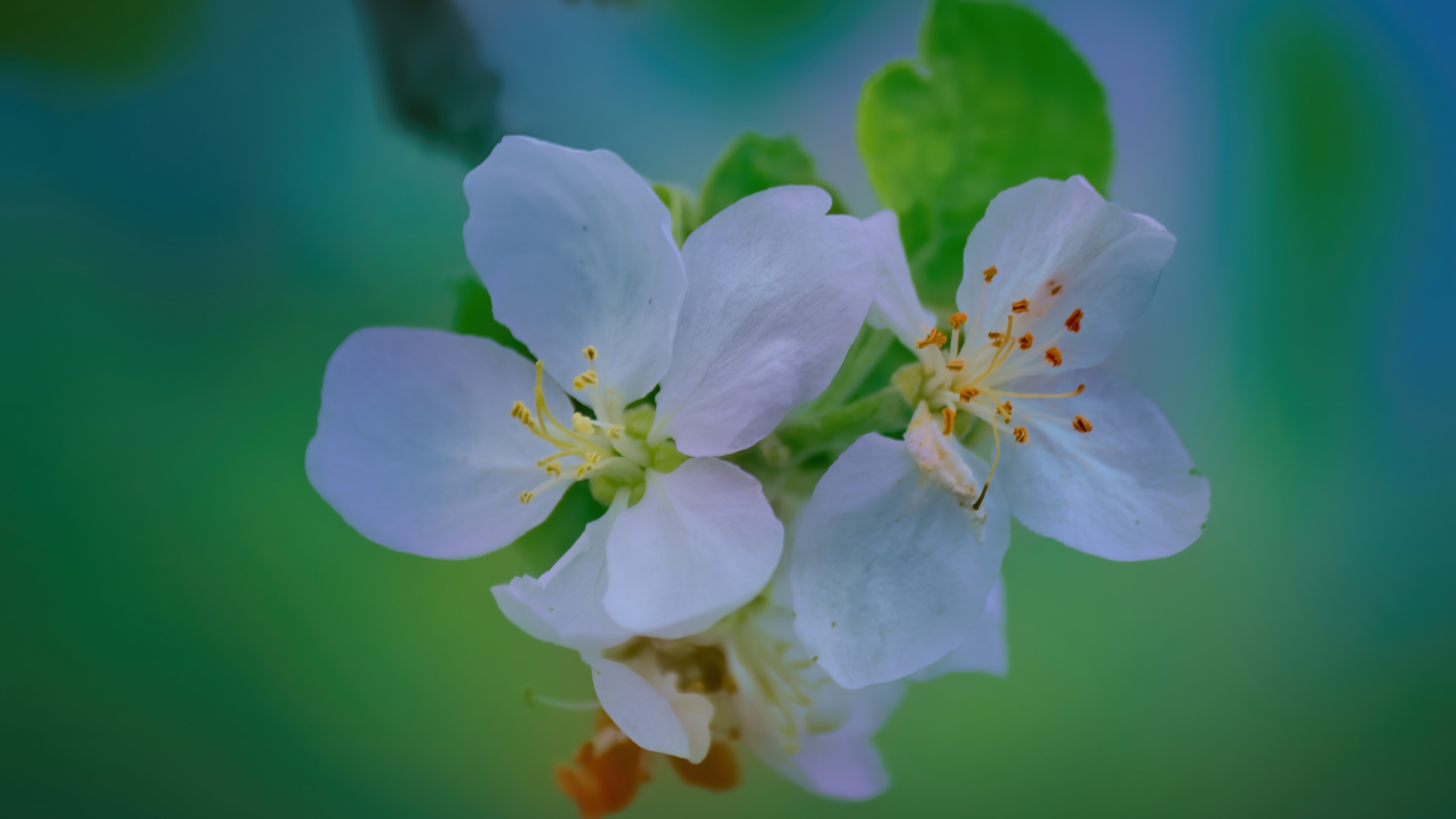 4K White Apple Blossoms HD Wallpaper