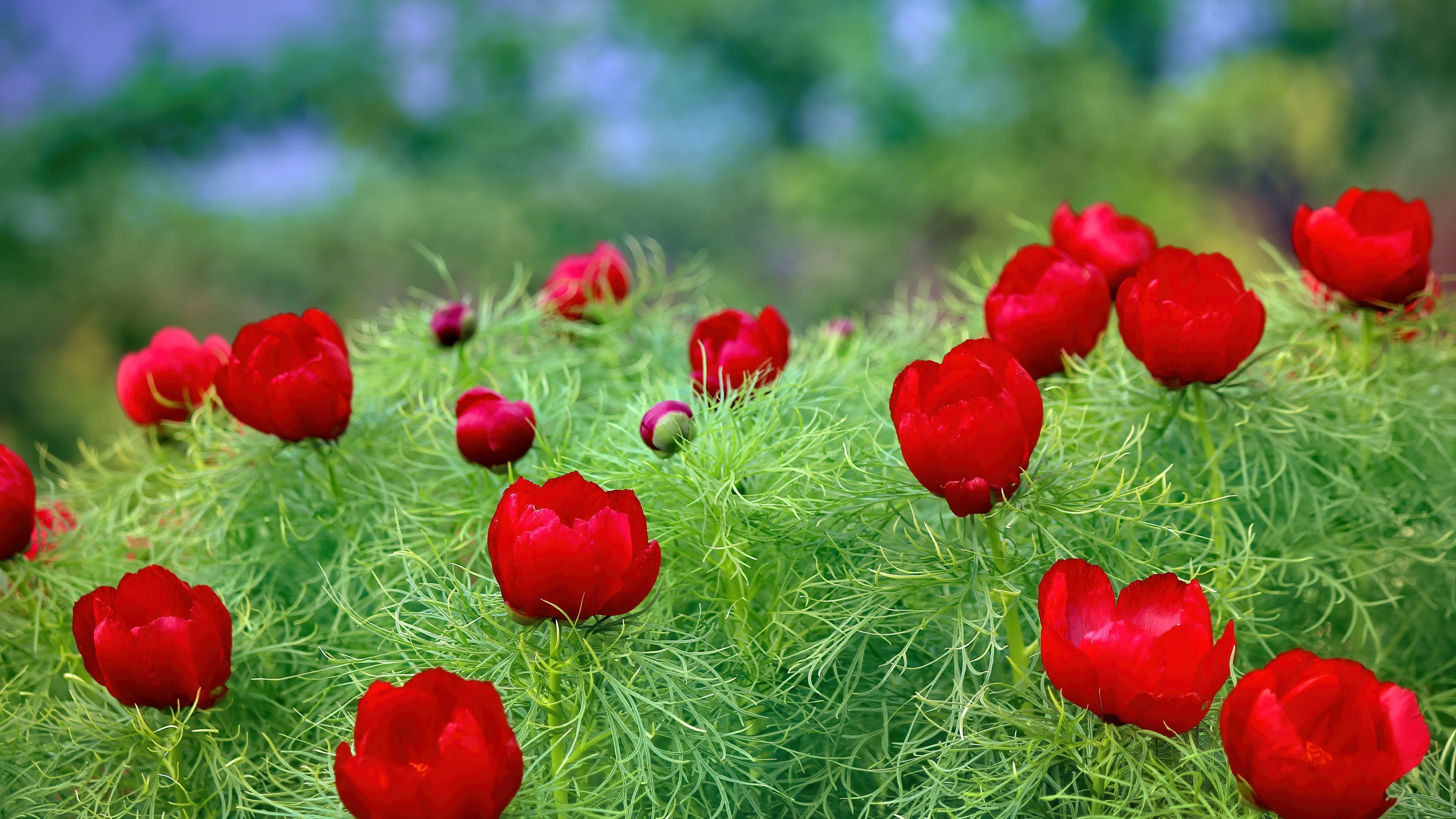 Red Wild Peonies in Green Foliage HD Wallpaper
