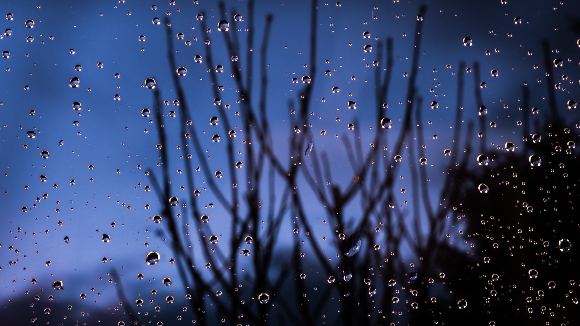 Water droplets on glass with bare branches HD Wallpaper