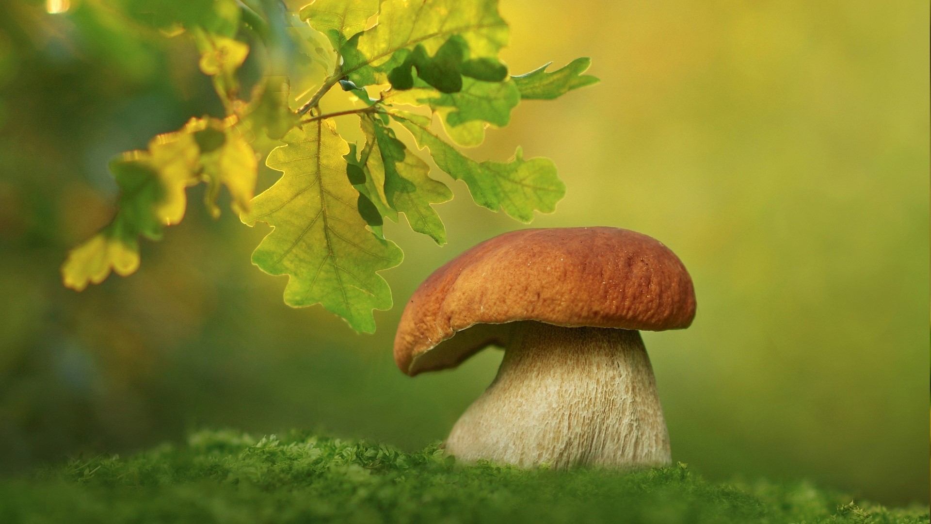 Boletus mushroom and oak branch HD Wallpaper