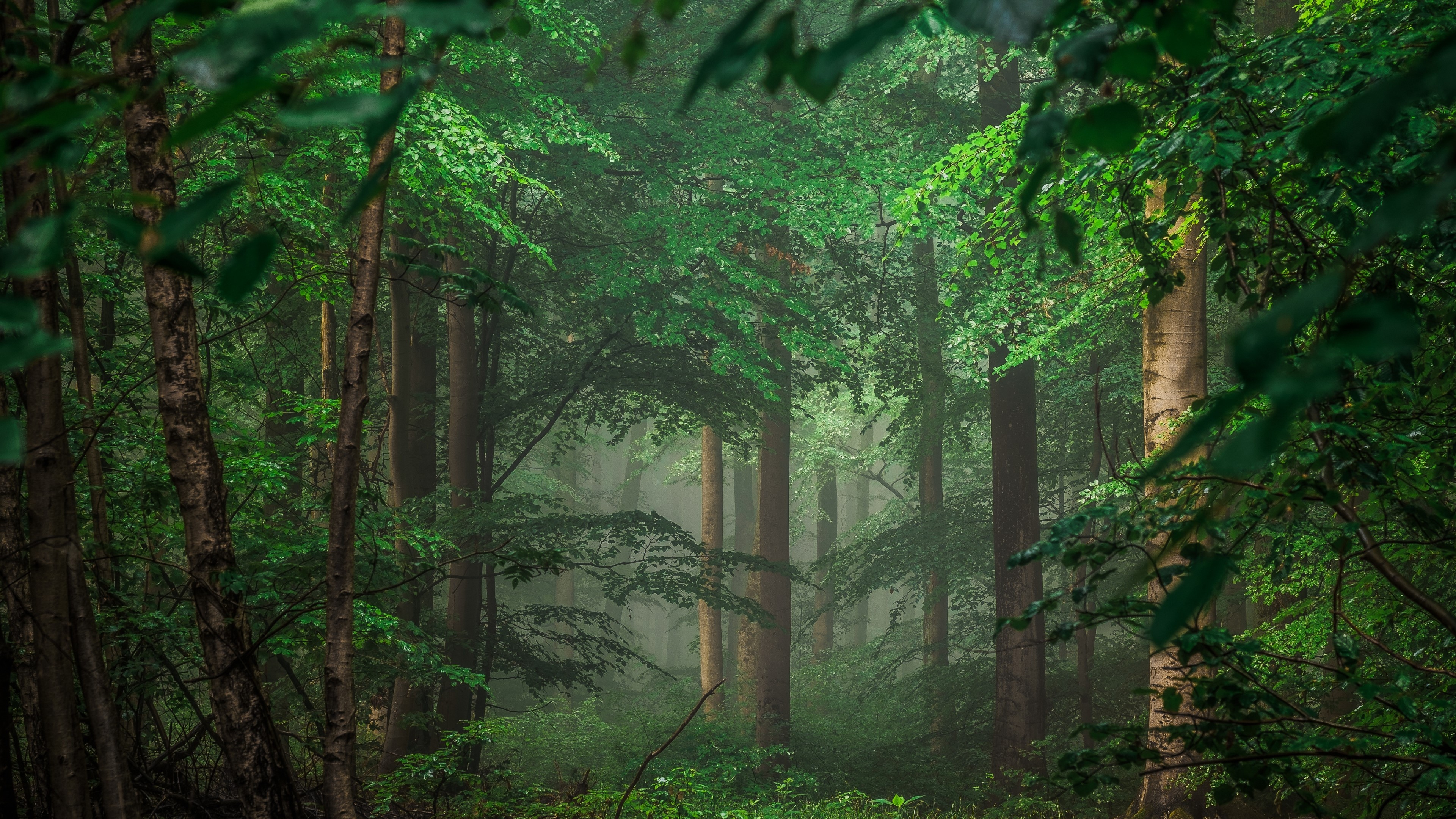 4K Forest HD Wallpaper