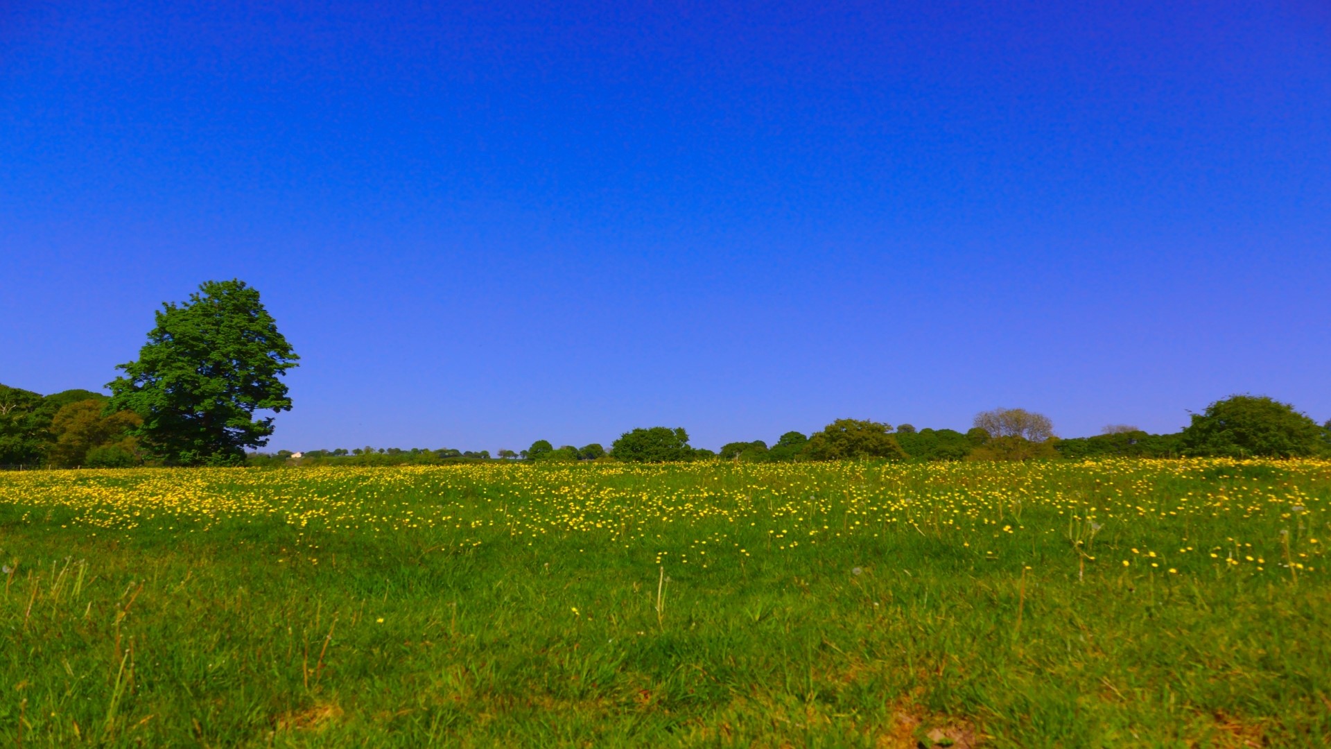Field of yellow flowers under a blue sky HD Wallpaper