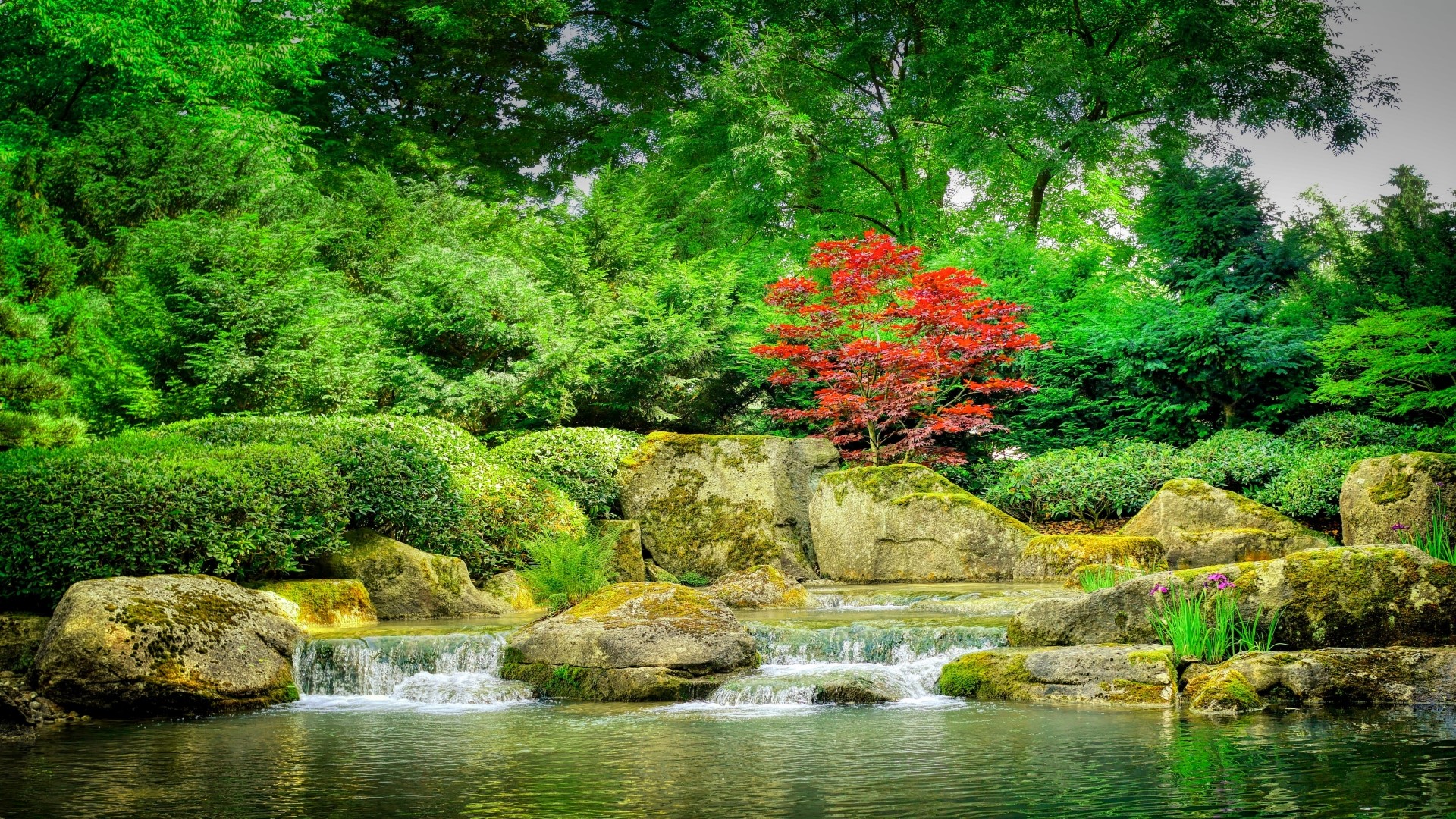 Japanese garden with waterfall and red maple tree HD Wallpaper