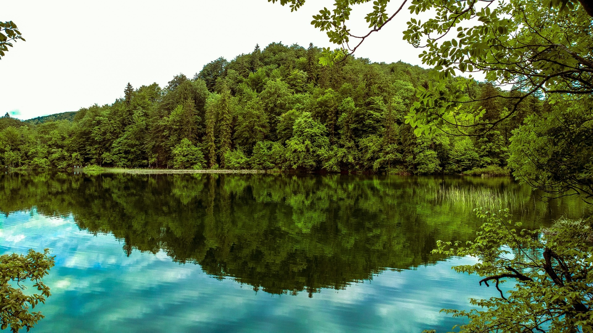 Forest lake reflection HD Wallpaper