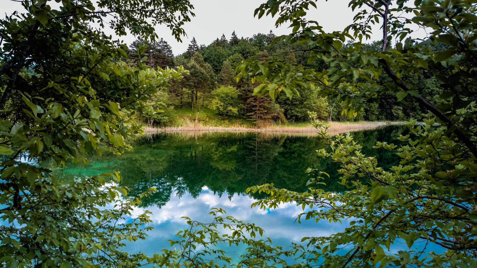 Forest lake with reflections HD Wallpaper
