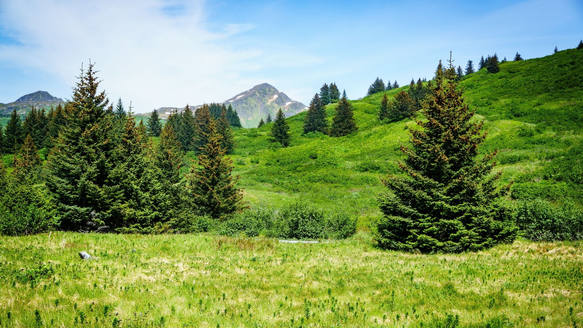 Green hills and mountains with pine trees HD Wallpaper