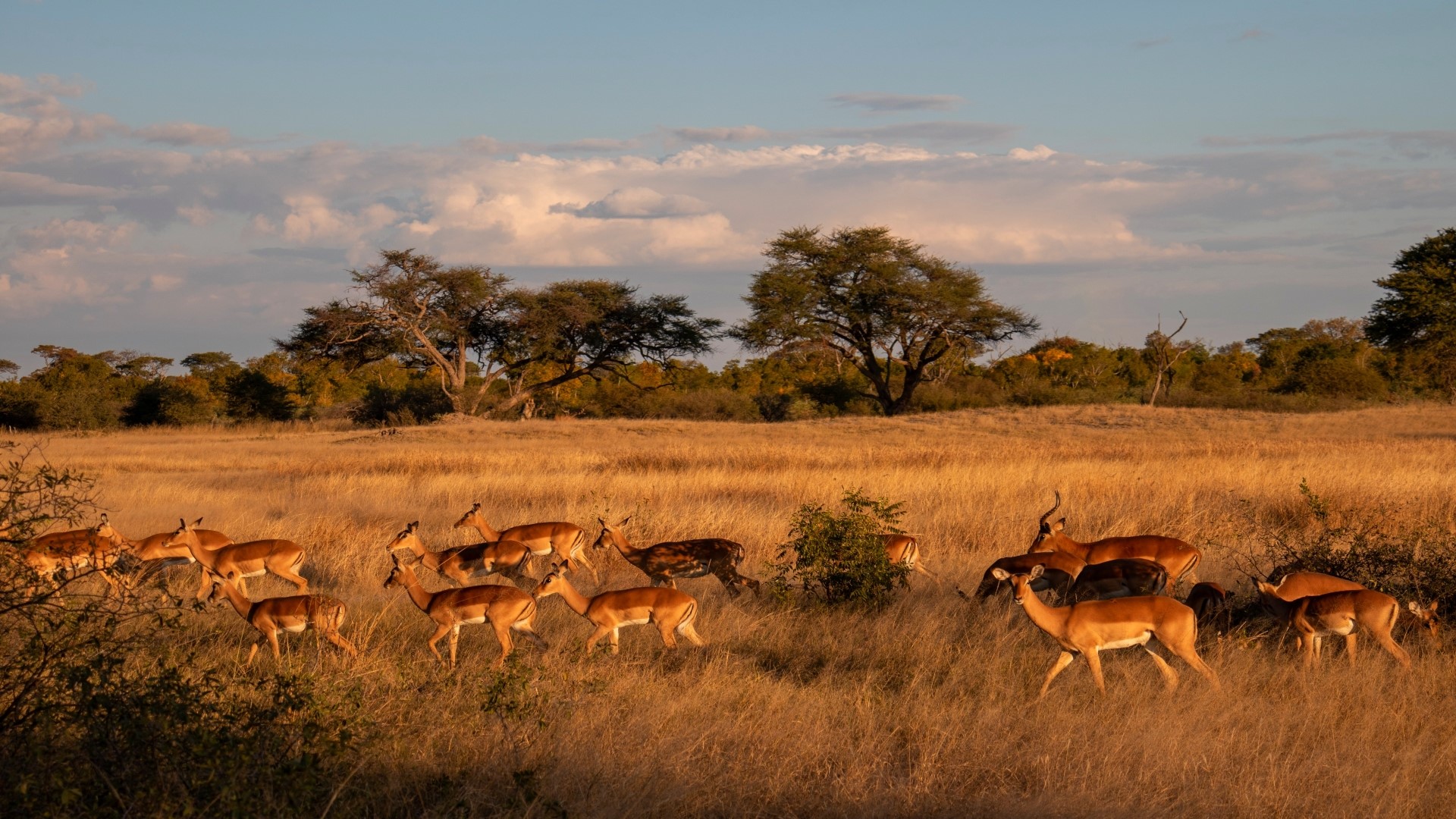 Herd of antelopes in African savanna at sunset HD Wallpaper