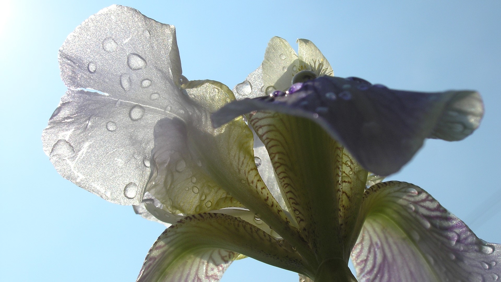 Close-up of a wet iris flower against a blue sky HD Wallpaper