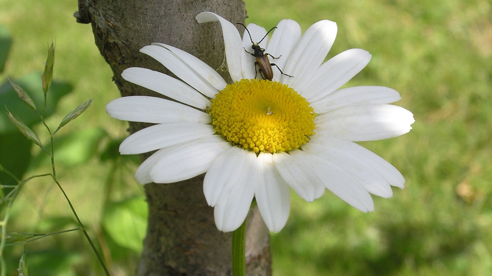 Beetle on a daisy flower HD Wallpaper