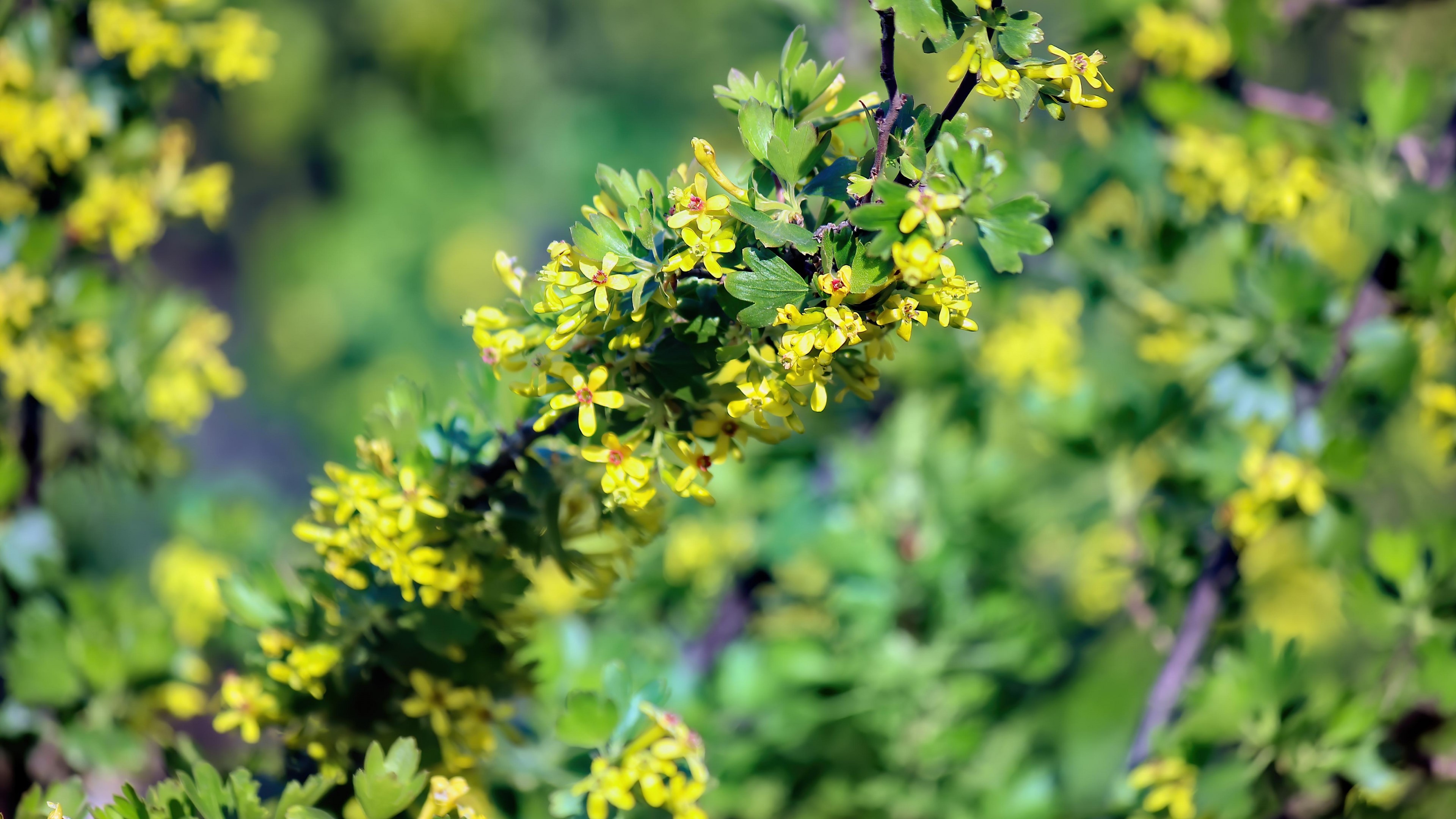 4K Currant flowers on a branch HD Wallpaper