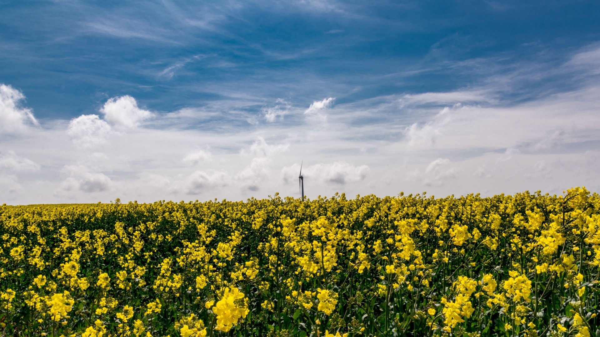 Field of yellow flowers with a wind turbine HD Wallpaper