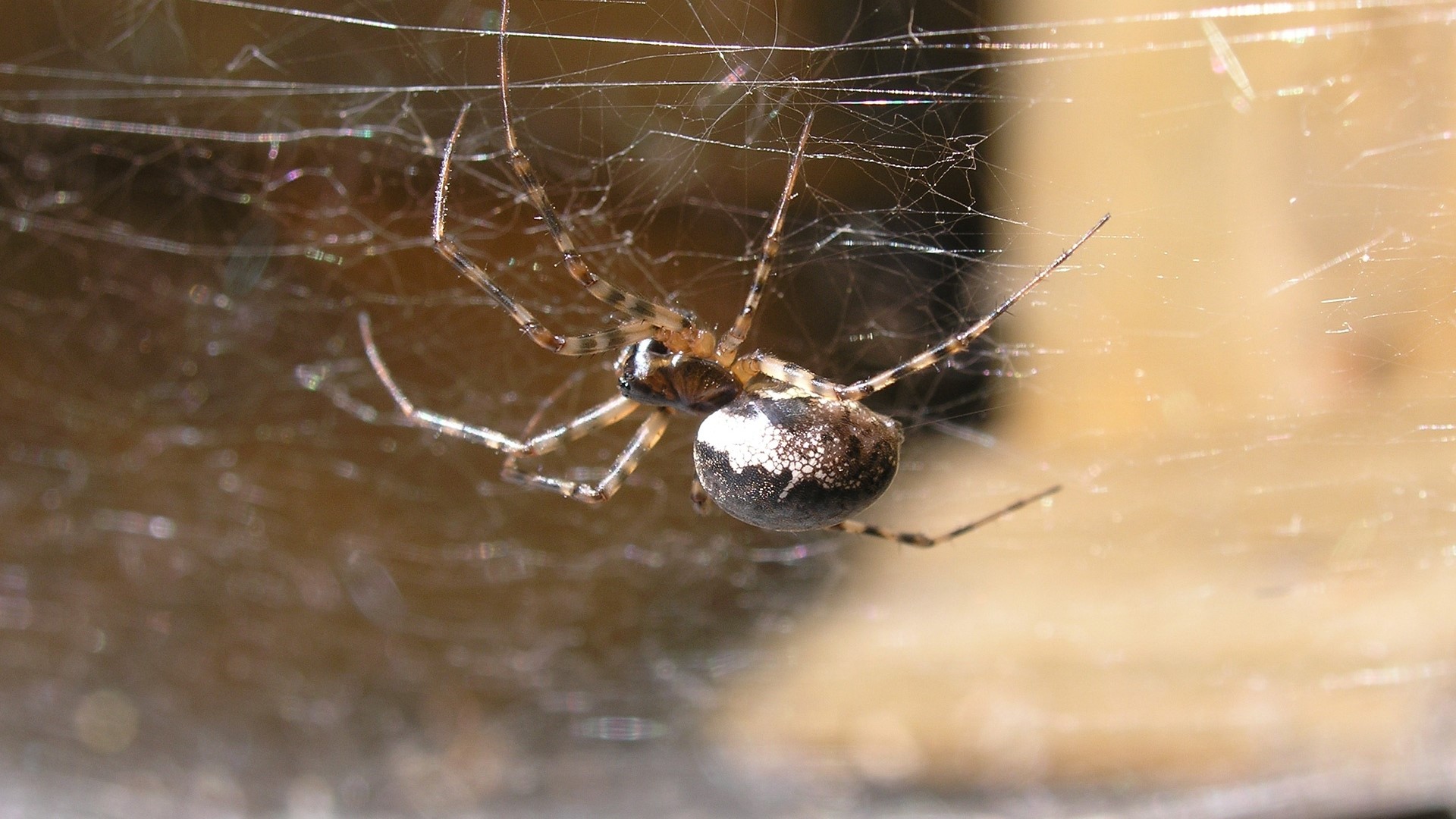 Spider on a web HD Wallpaper