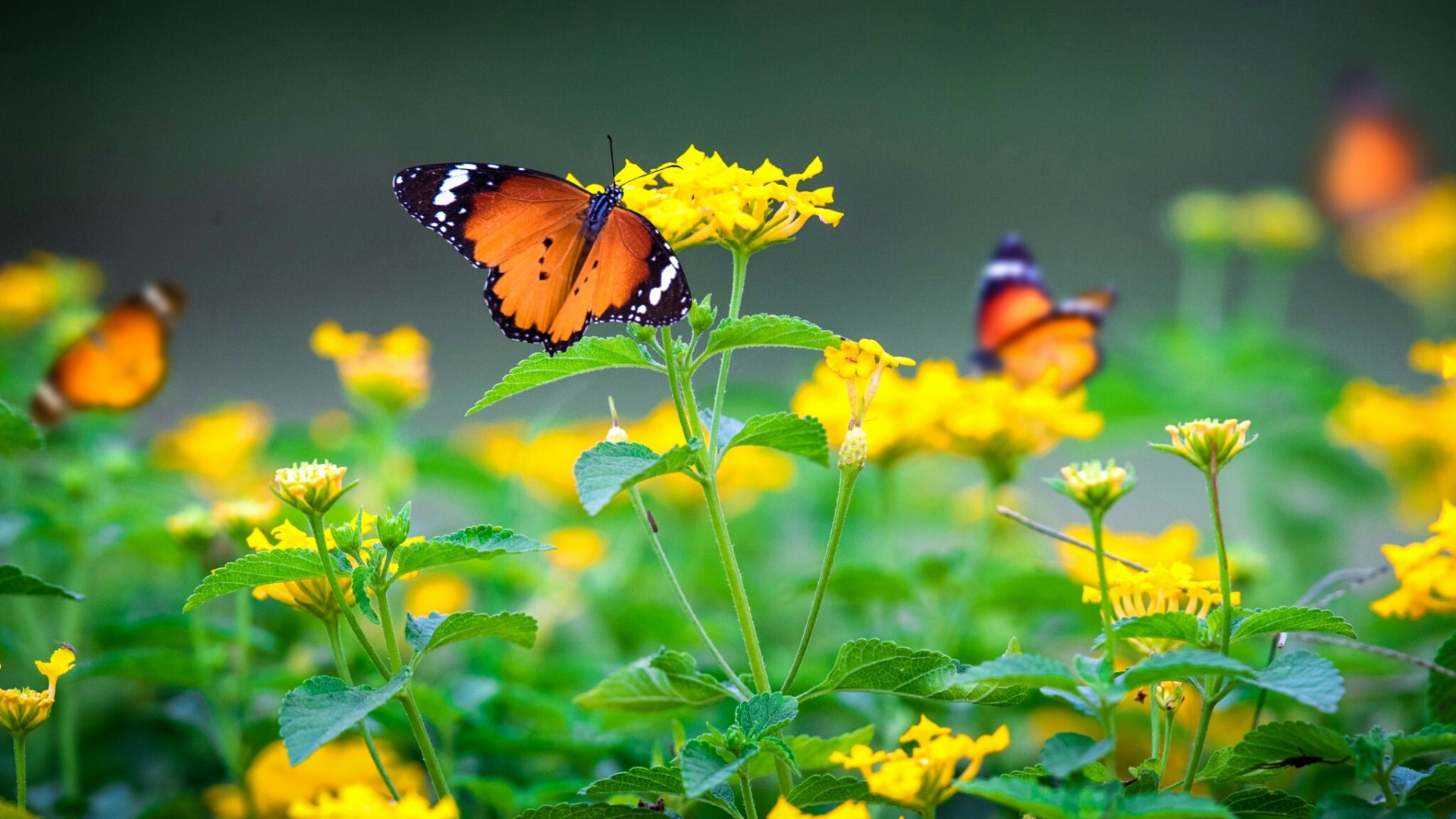 Orange butterflies on yellow flowers HD Wallpaper