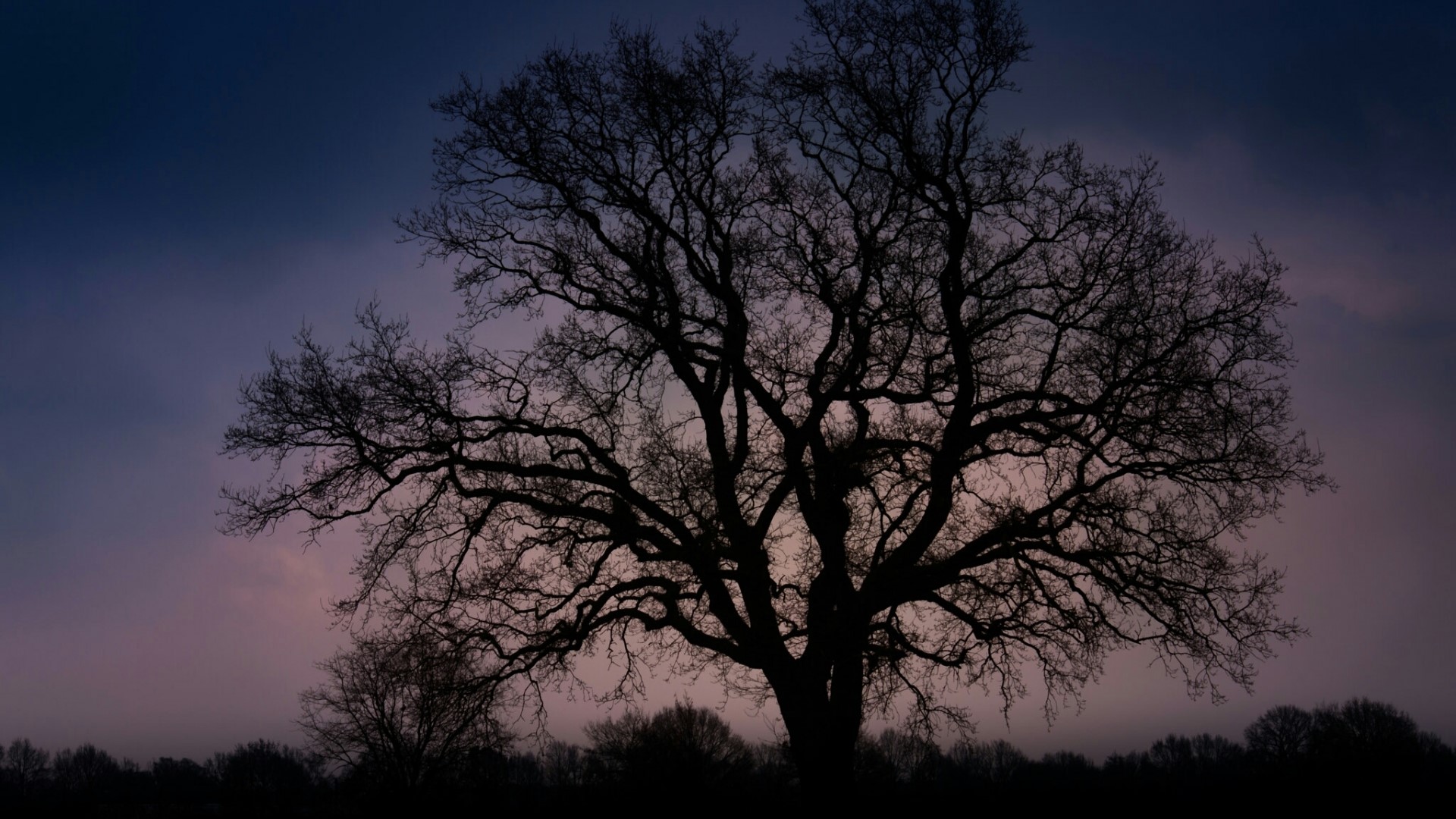 Silhouette of a large tree at dusk HD Wallpaper