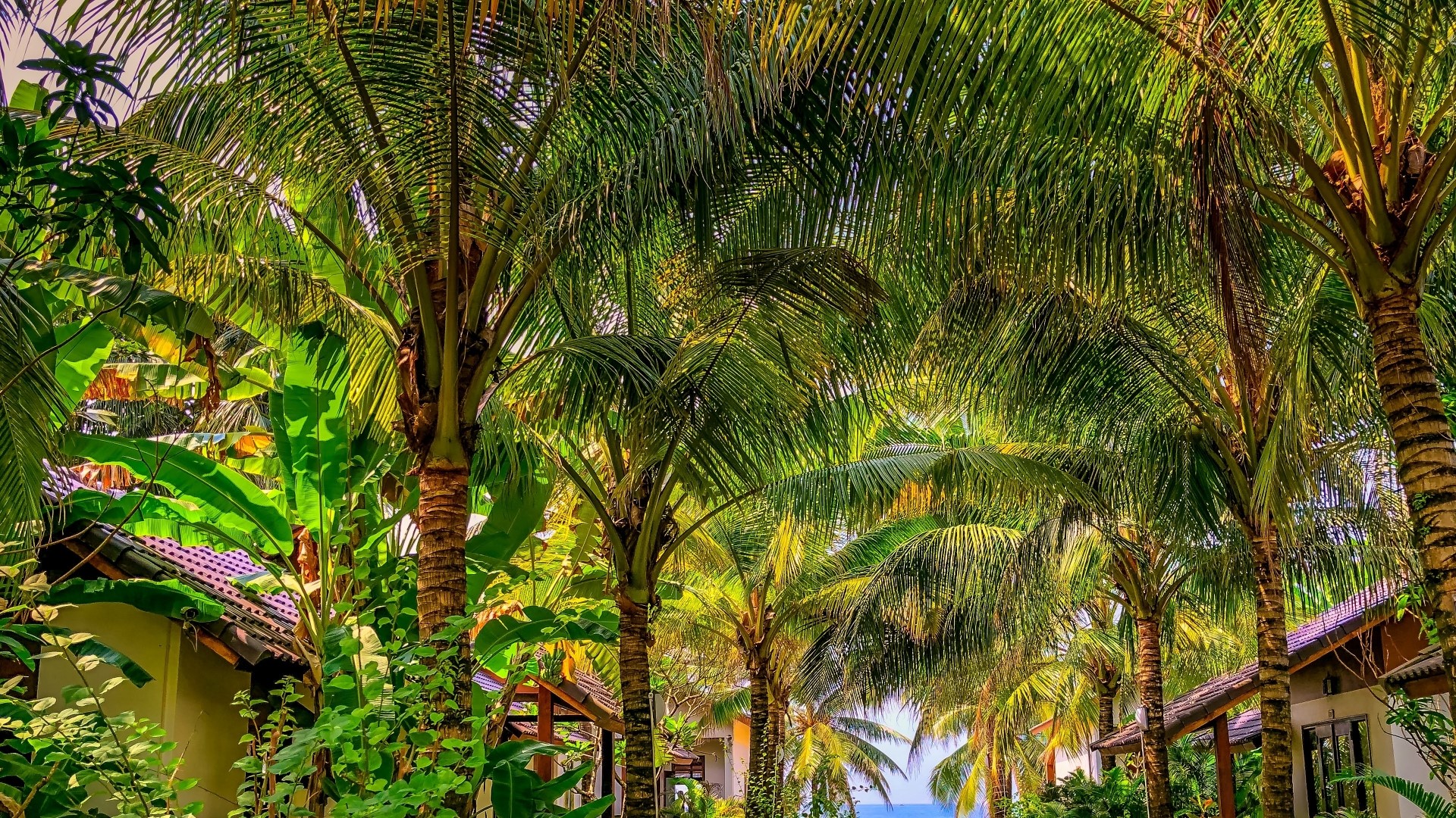 Palm trees and tropical foliage over bungalows HD Wallpaper