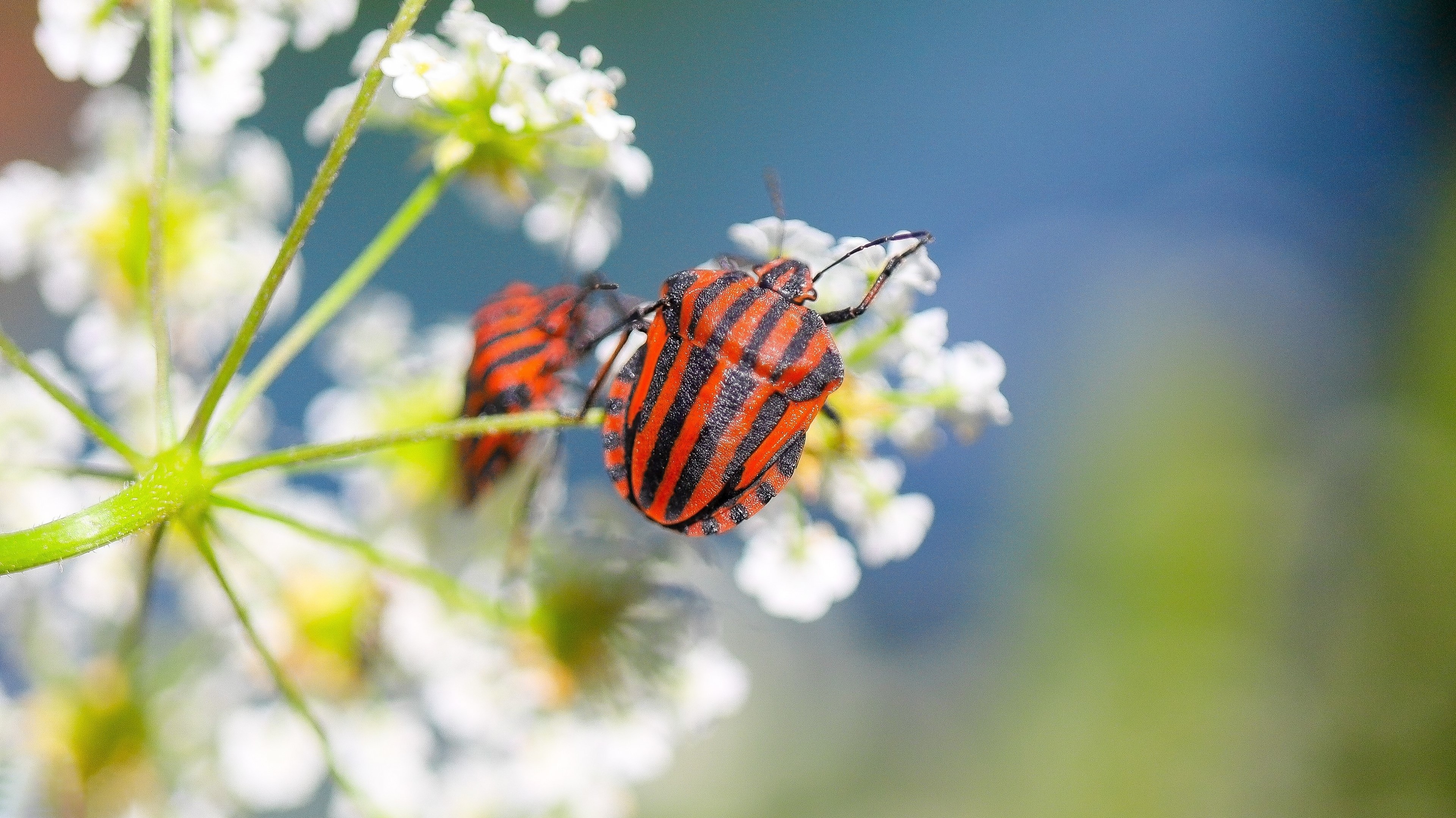 Two striped bugs on a white flower HD Wallpaper