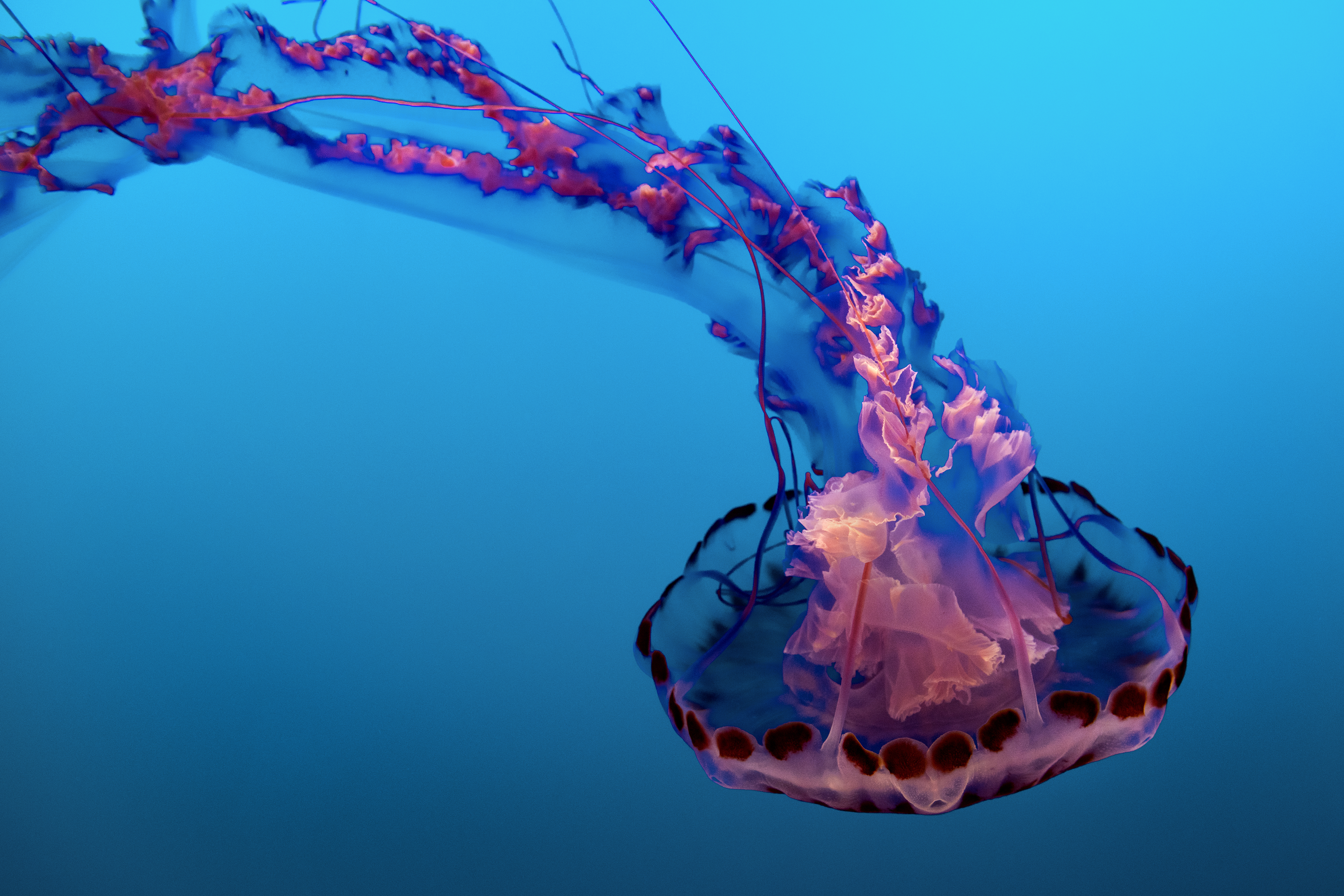 Jellyfish underwater 4K HD Wallpaper