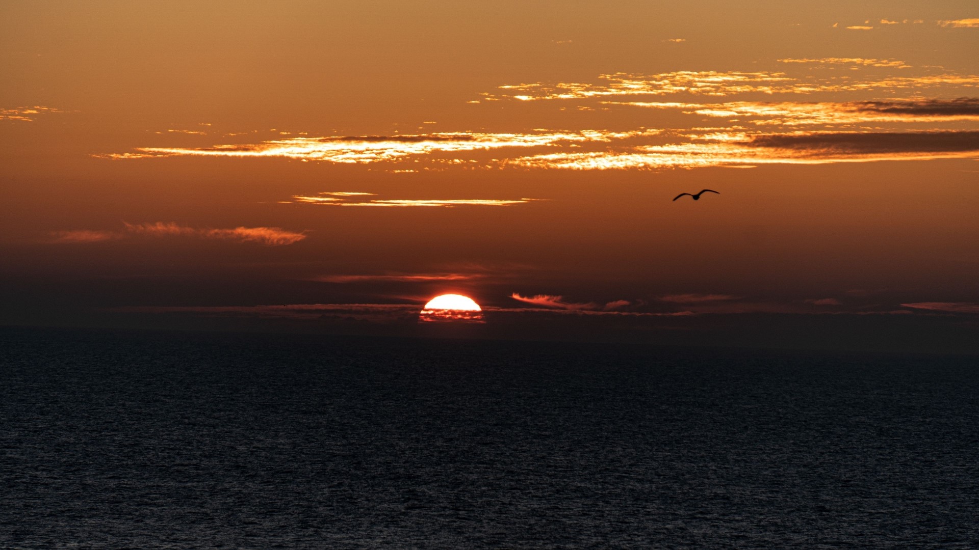 Sunset over the ocean with a bird HD Wallpaper