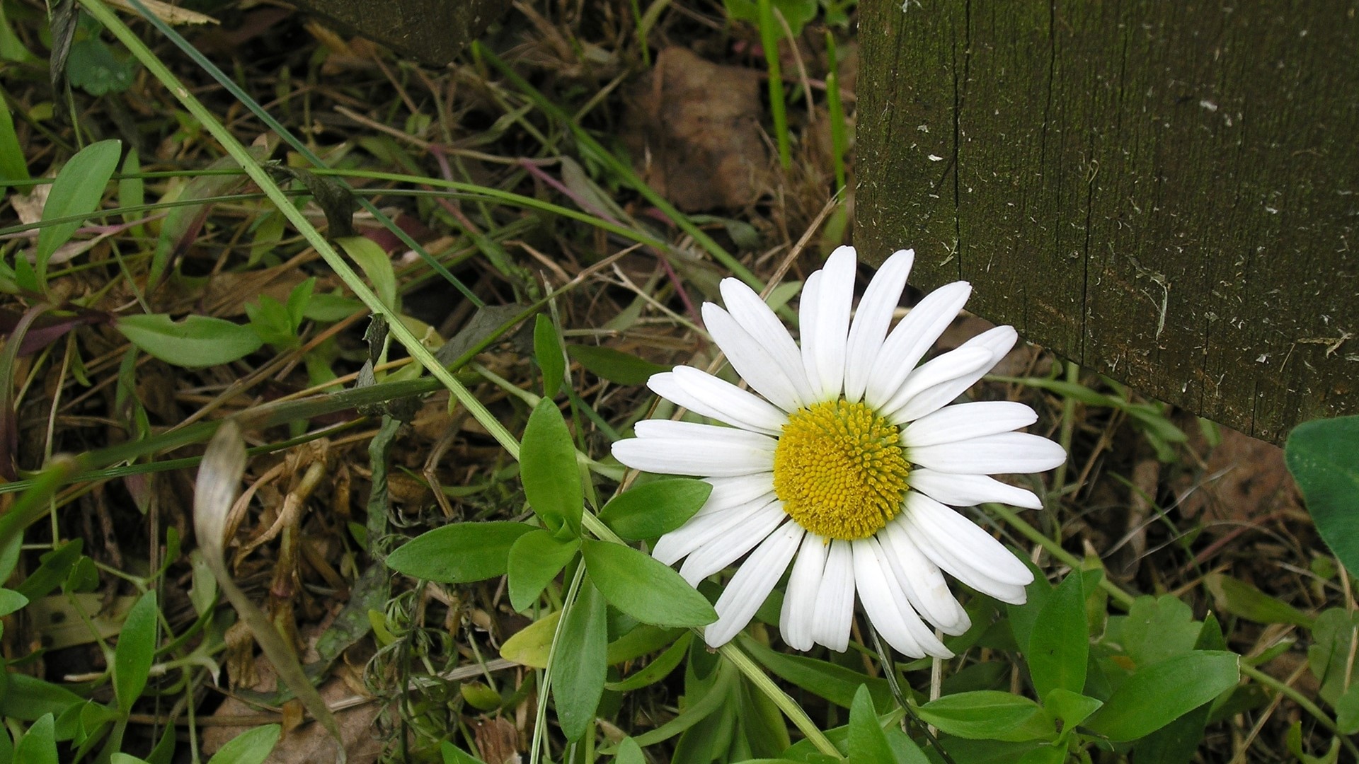Chamomile flower by a wooden fence HD Wallpaper