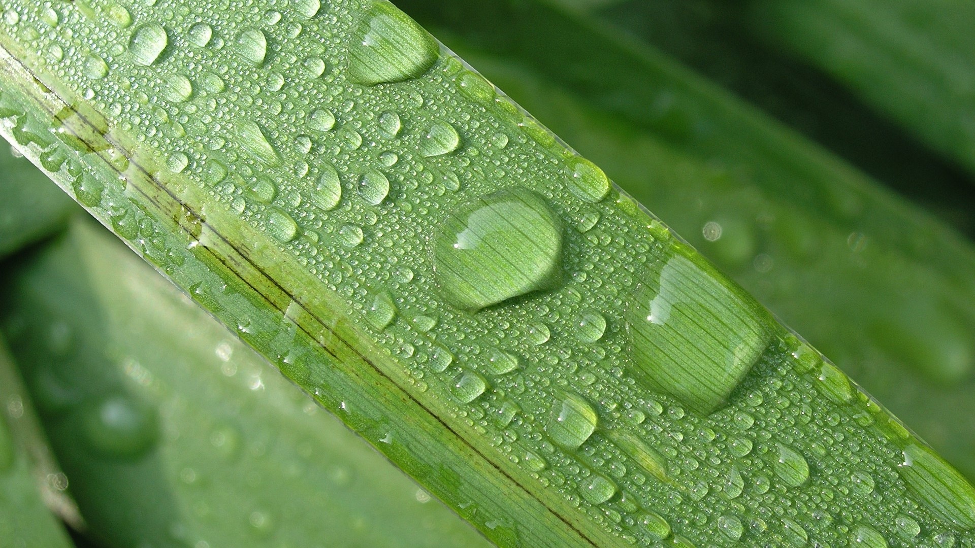 Water droplets on a green leaf HD Wallpaper