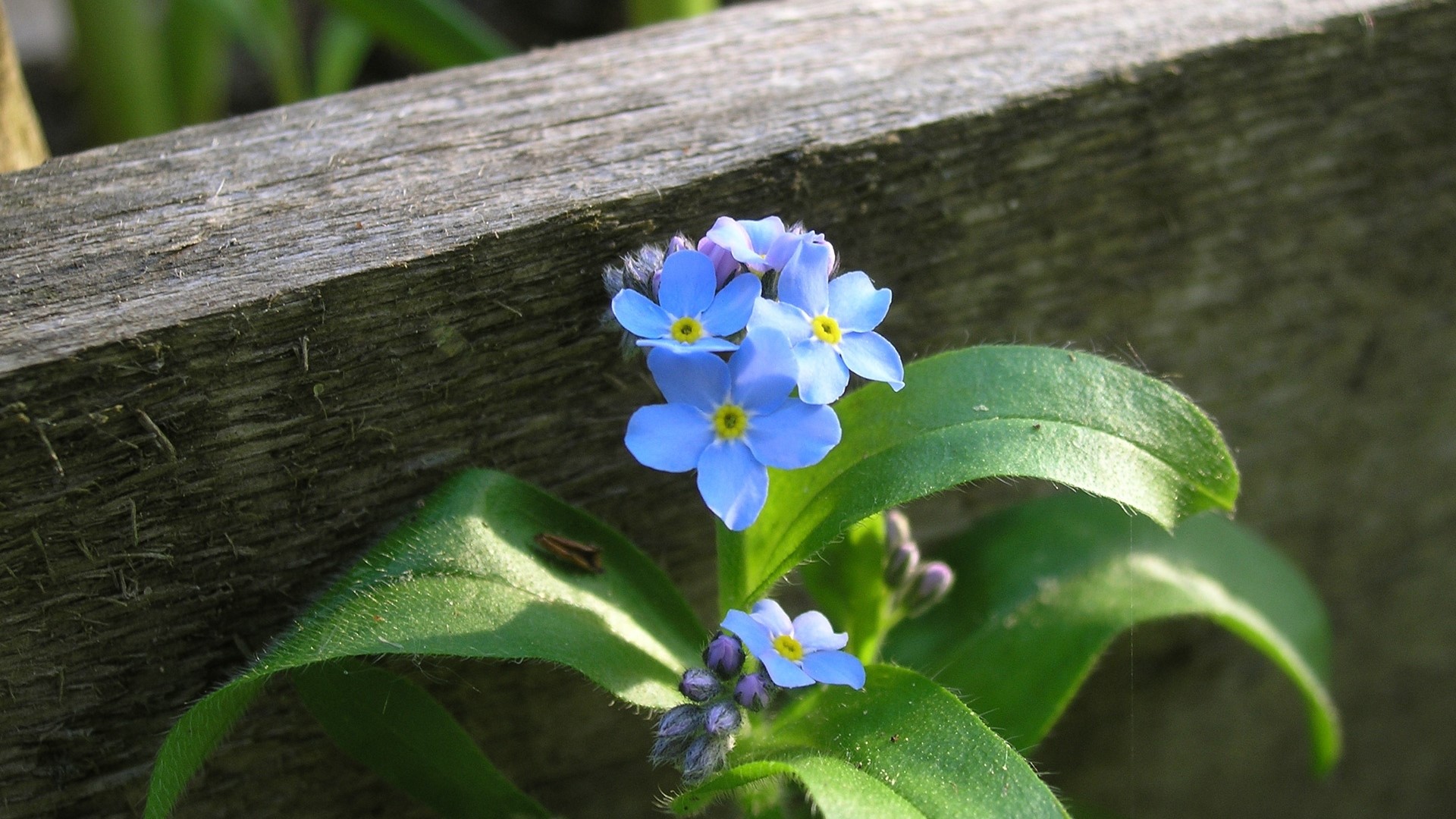 Forget-me-not flowers by a wooden fence HD Wallpaper