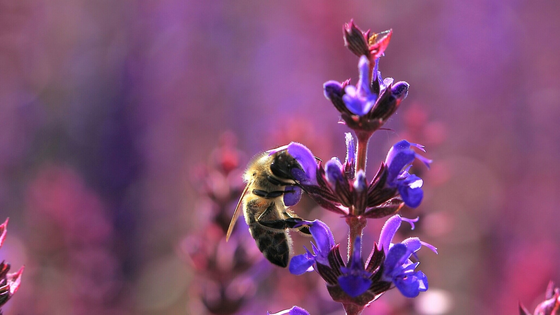 Bee on purple flower HD Wallpaper