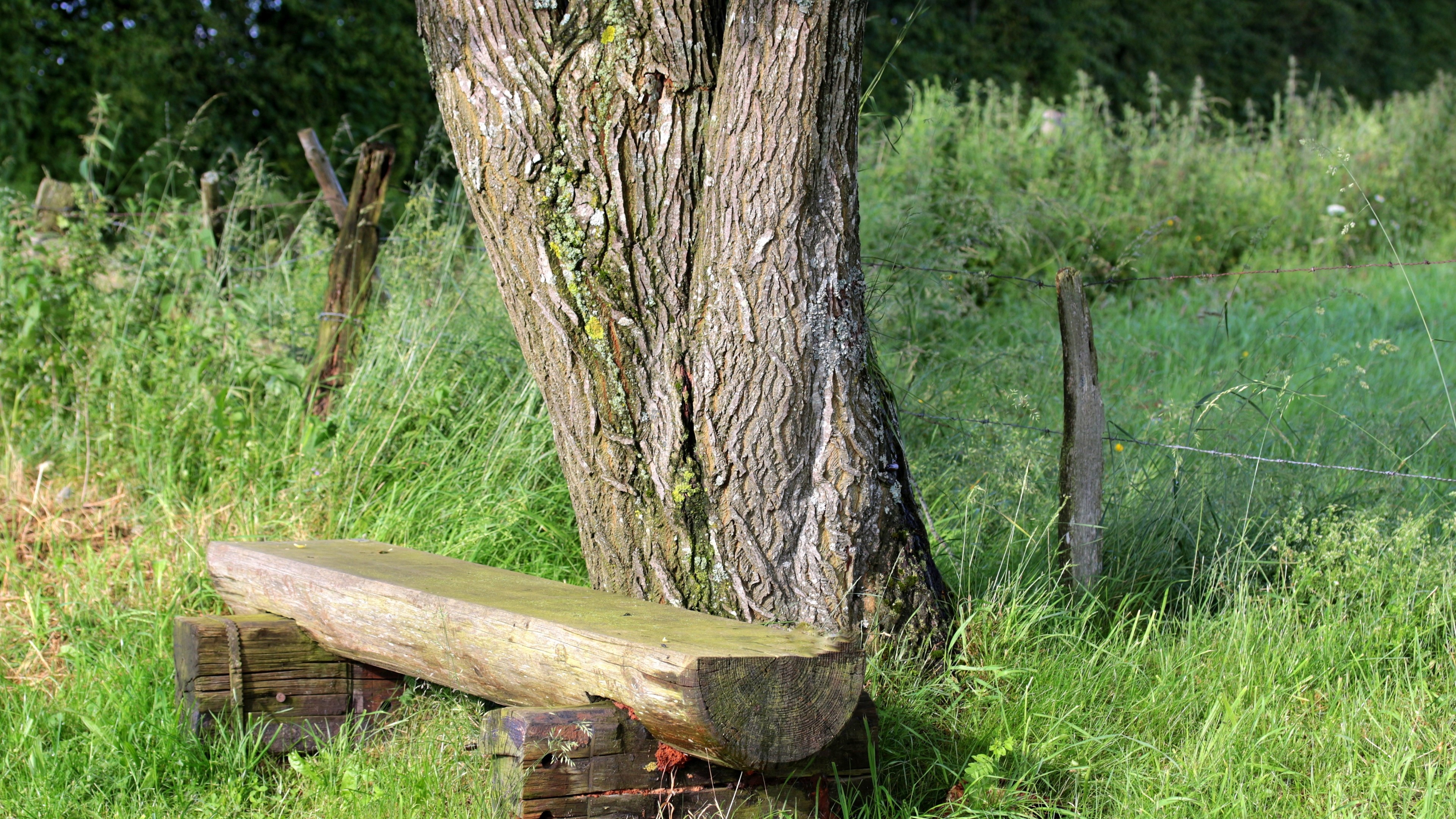 Wooden bench by a tree in a grassy field HD Wallpaper