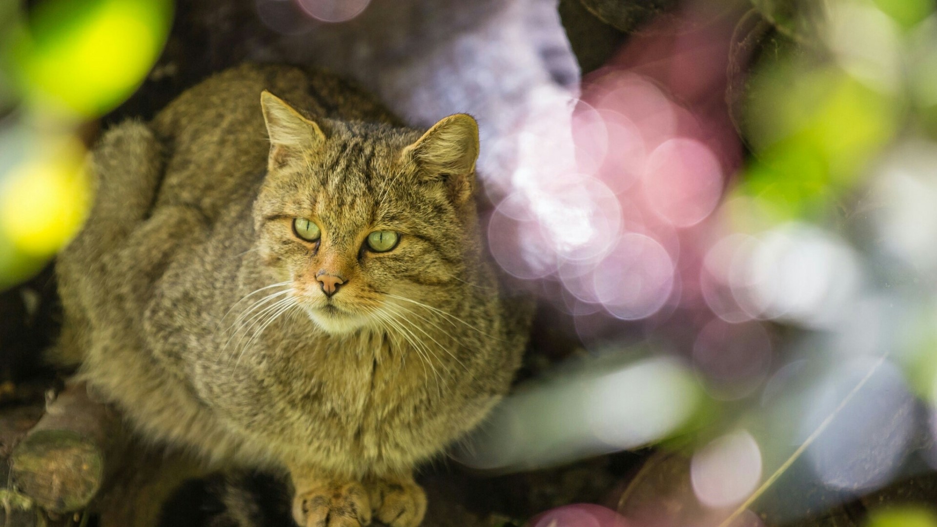 Wildcat with green eyes in foliage HD Wallpaper