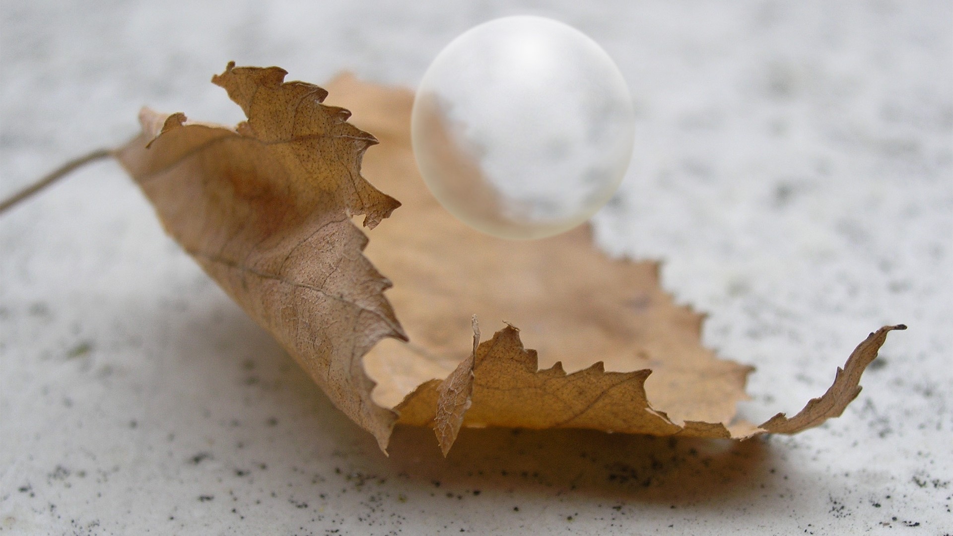Dry leaf with a white sphere HD Wallpaper