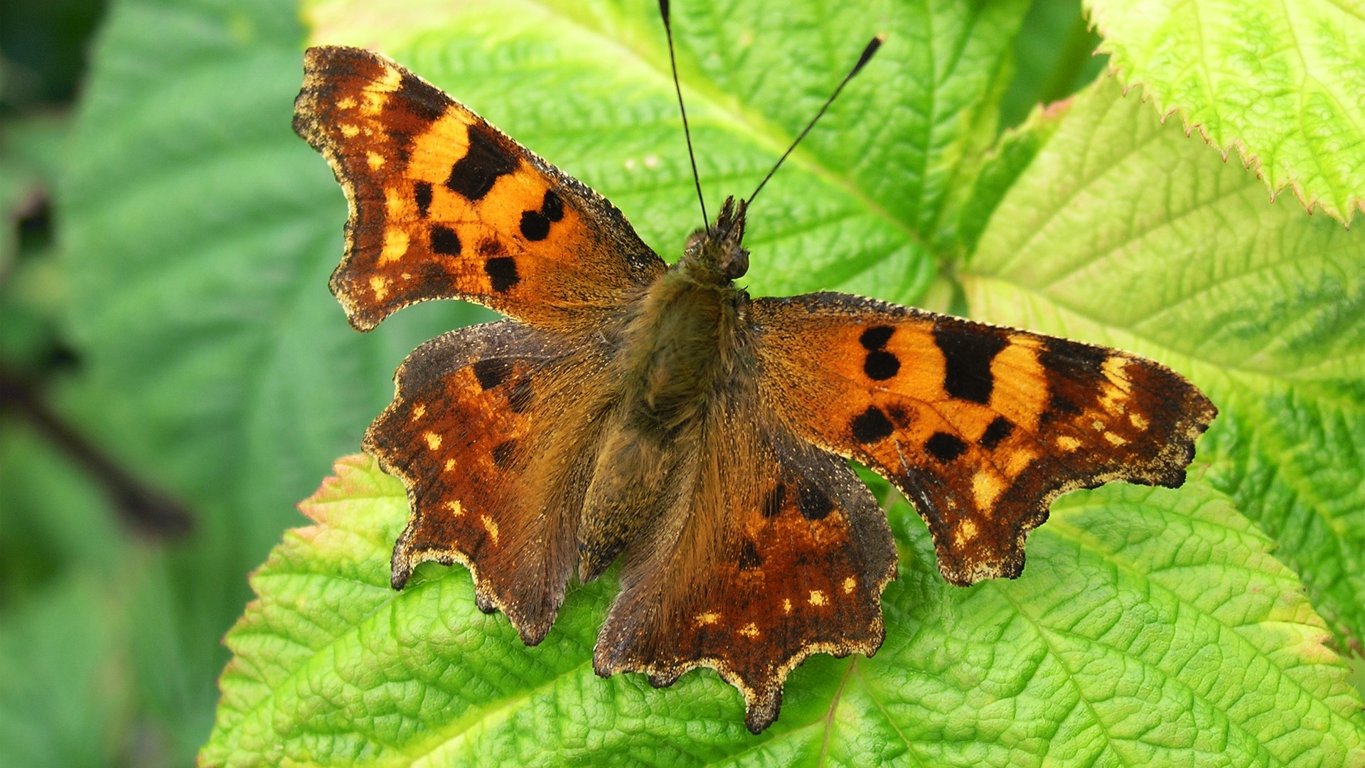 Butterfly on green leaves HD Wallpaper
