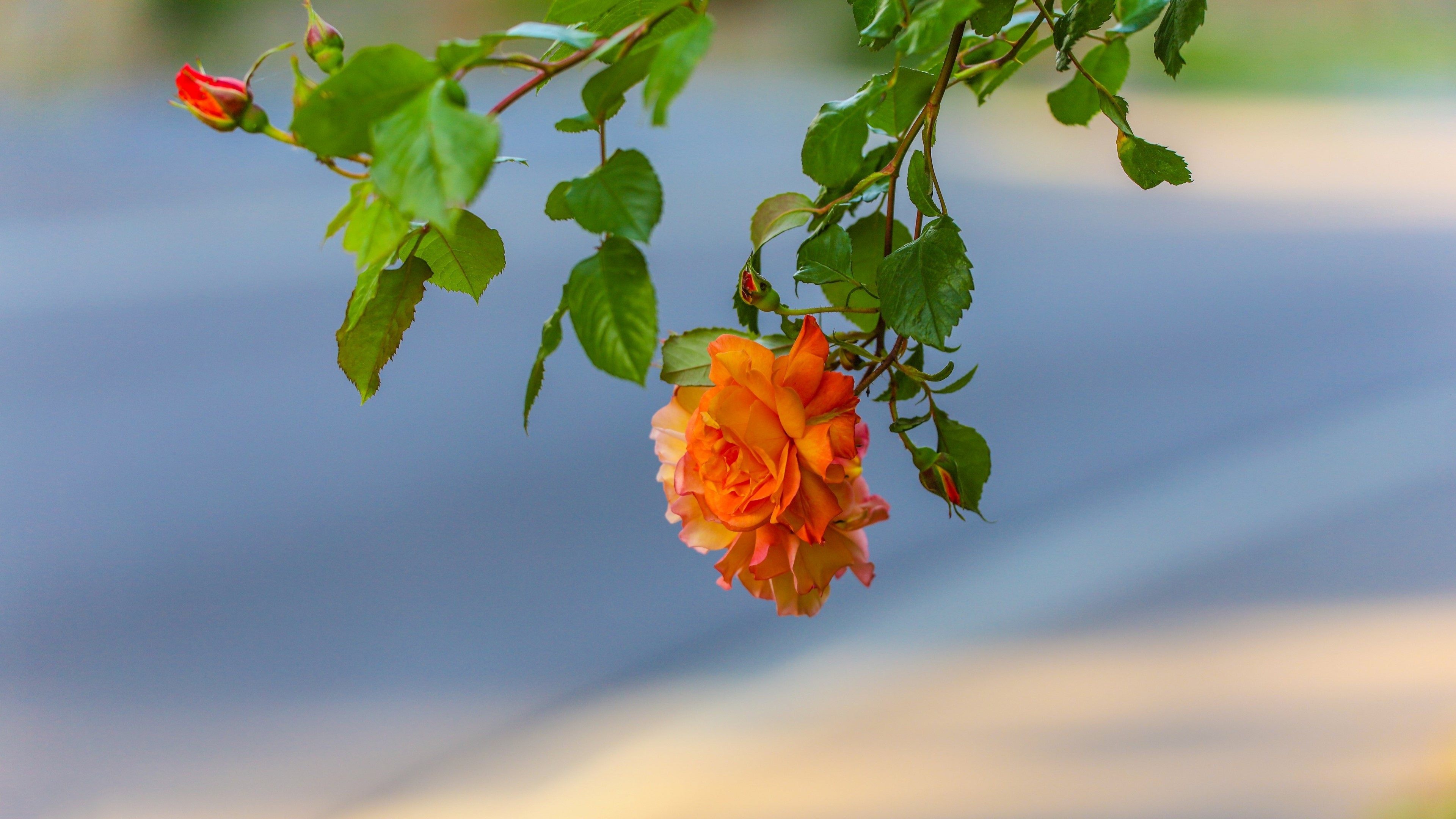 4K Orange Rose Flower HD Wallpaper