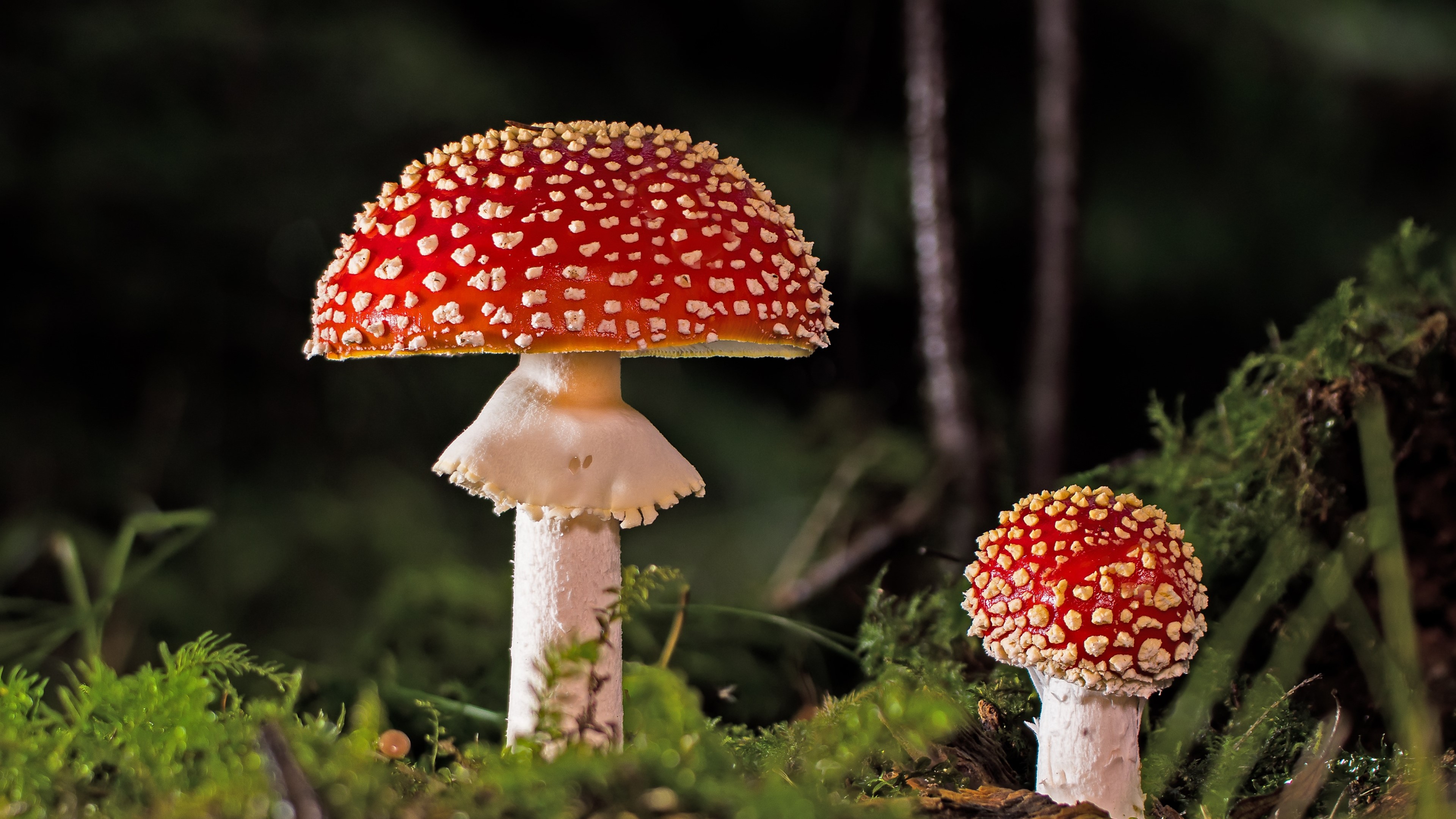 4K Fly Agaric Mushrooms HD Wallpaper