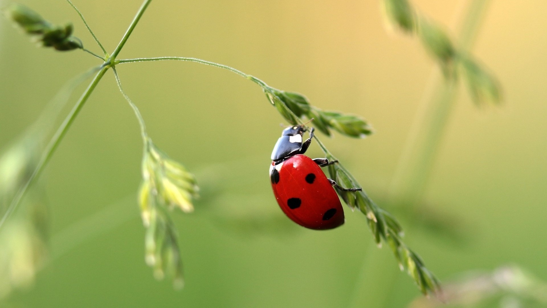 Ladybug on a blade of grass HD Wallpaper