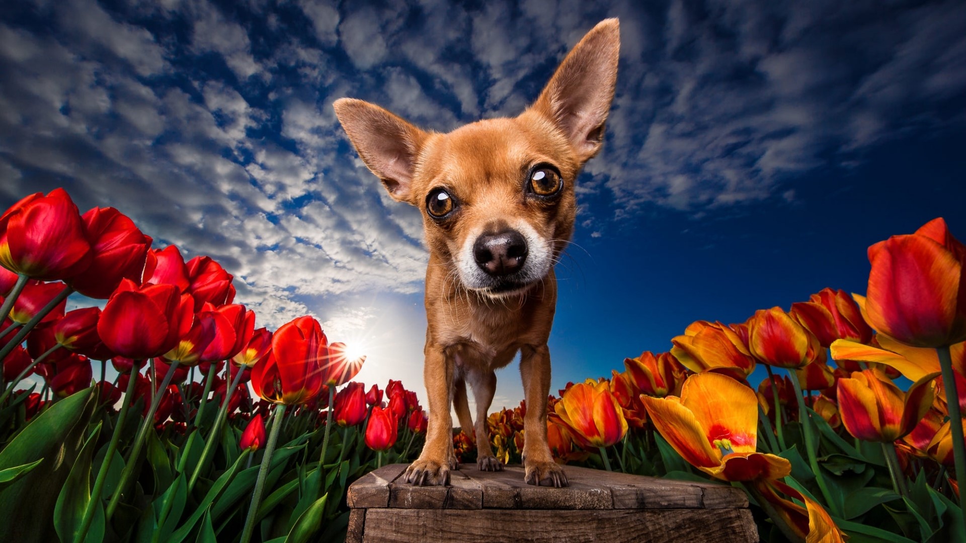 Chihuahua dog in a field of tulips HD Wallpaper
