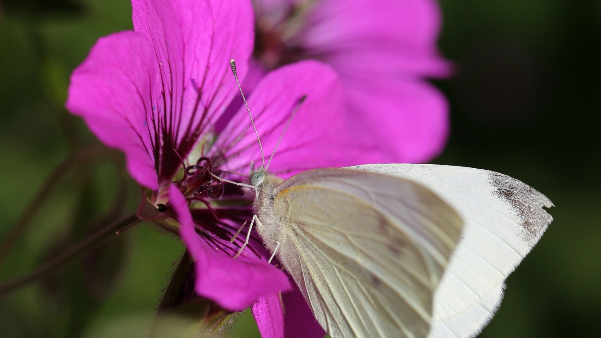 White butterfly on a pink flower HD Wallpaper