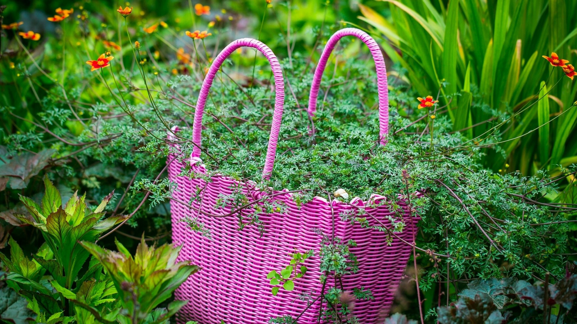 Pink woven basket overflowing with green plants and orange flowers HD Wallpaper