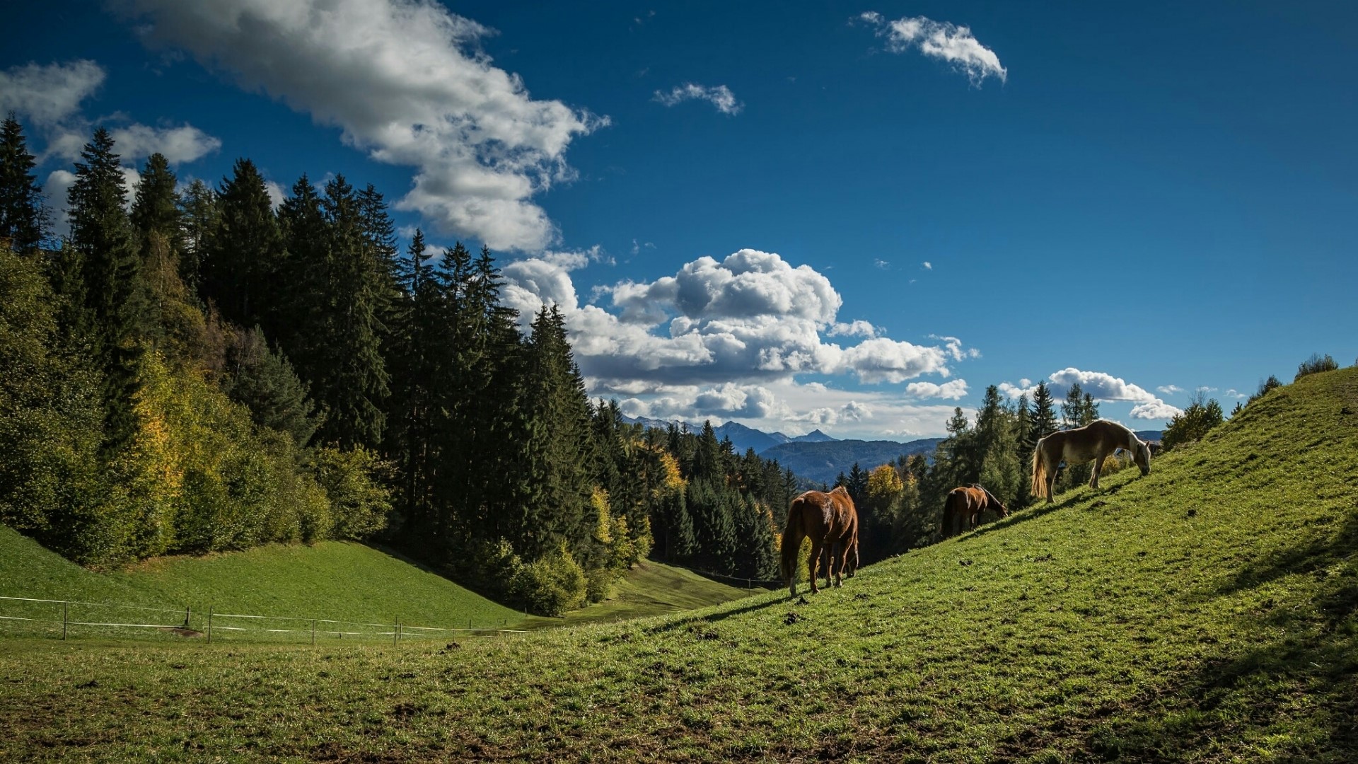 Horses grazing on a grassy hillside with pine forest and mountains HD Wallpaper
