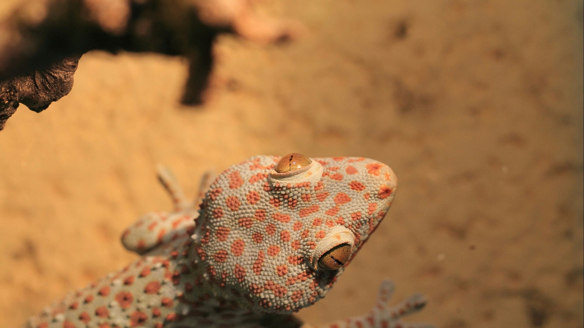 Tokay Gecko with Red Spots HD Wallpaper