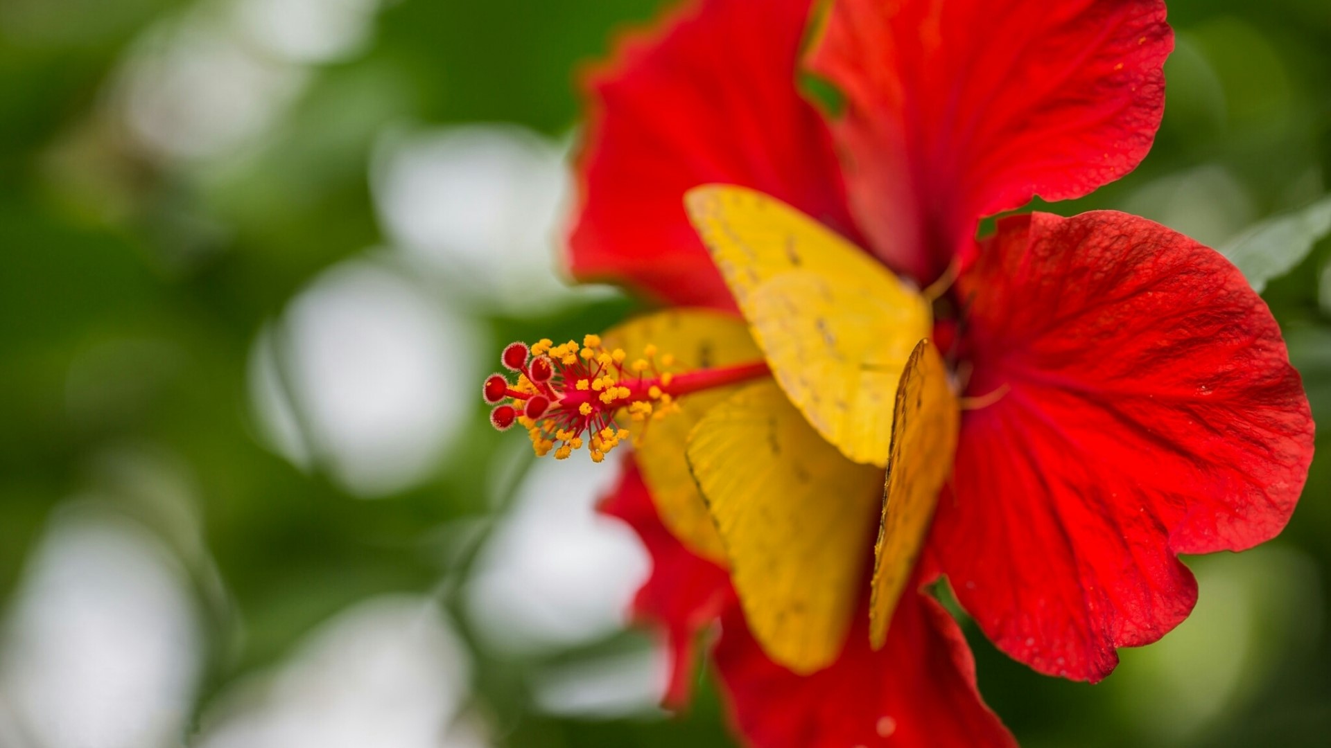 Yellow butterflies on a red hibiscus flower HD Wallpaper