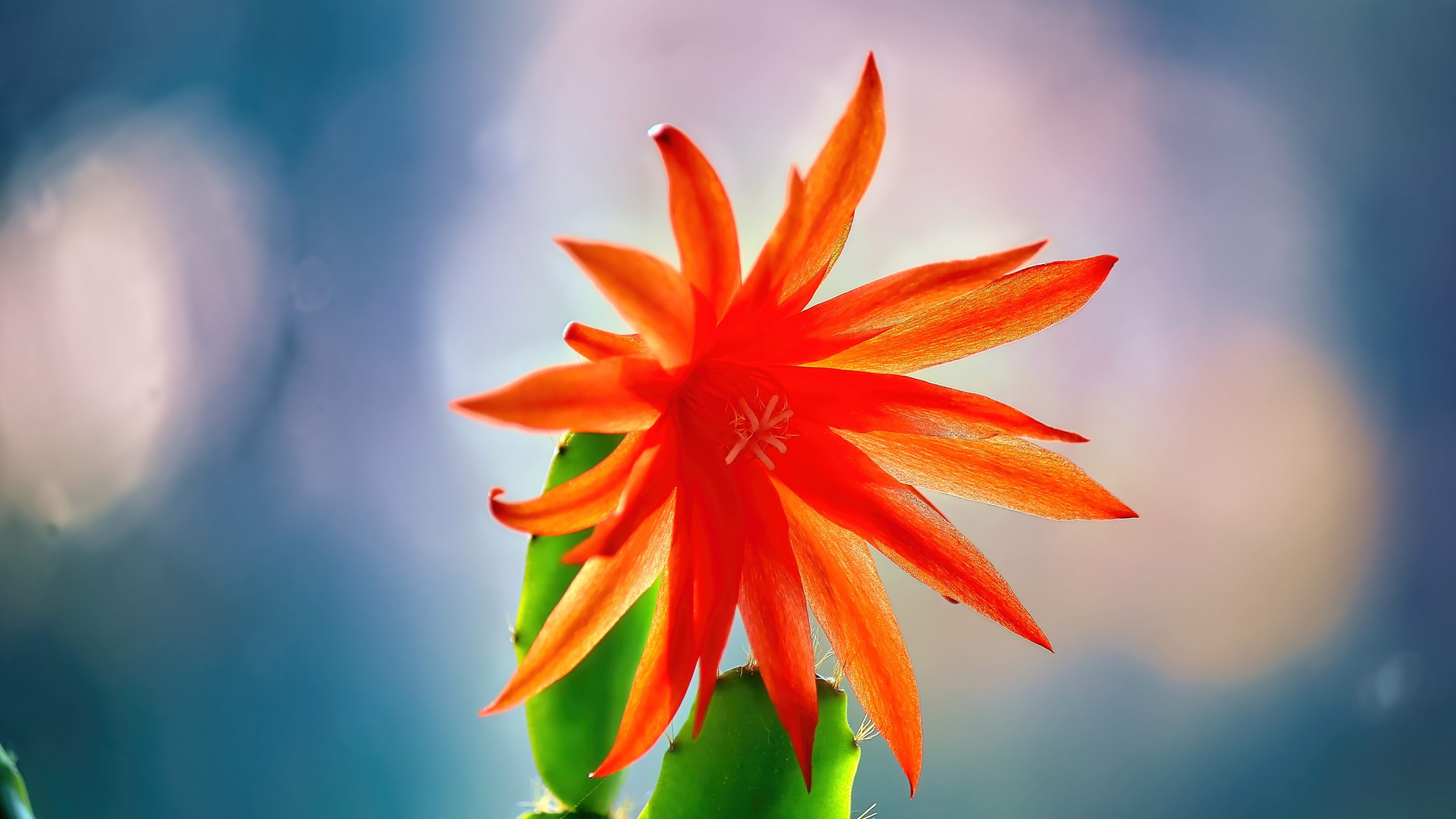 4K Orange Cactus Flower Blooming HD Wallpaper