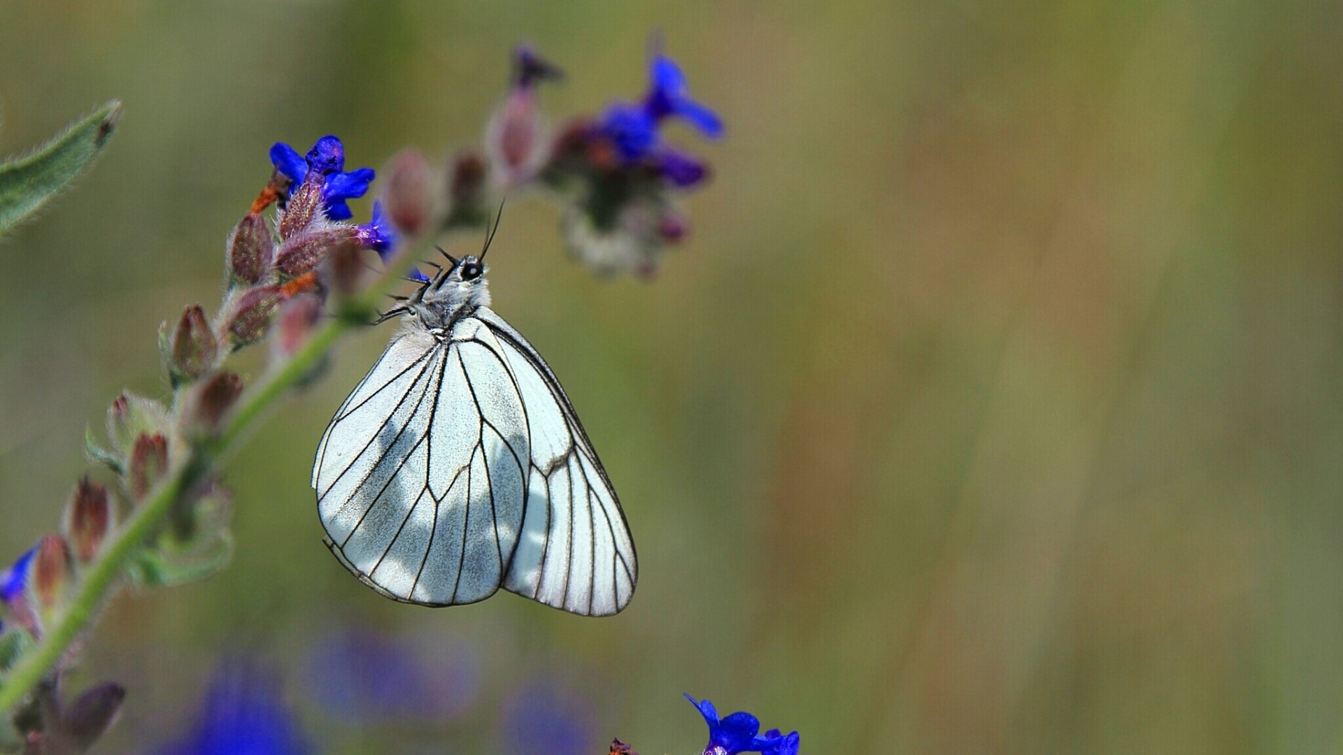 White butterfly on a blue flower HD Wallpaper
