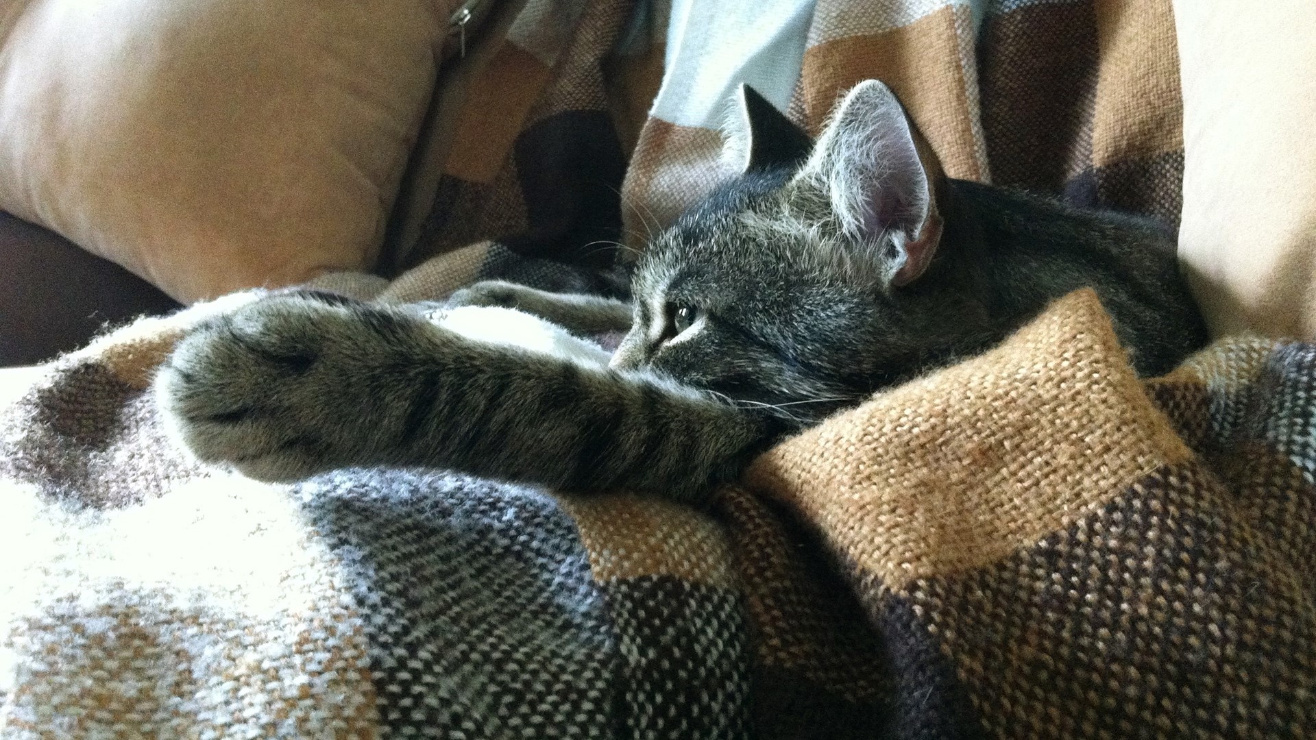Cat resting on a blanket HD Wallpaper