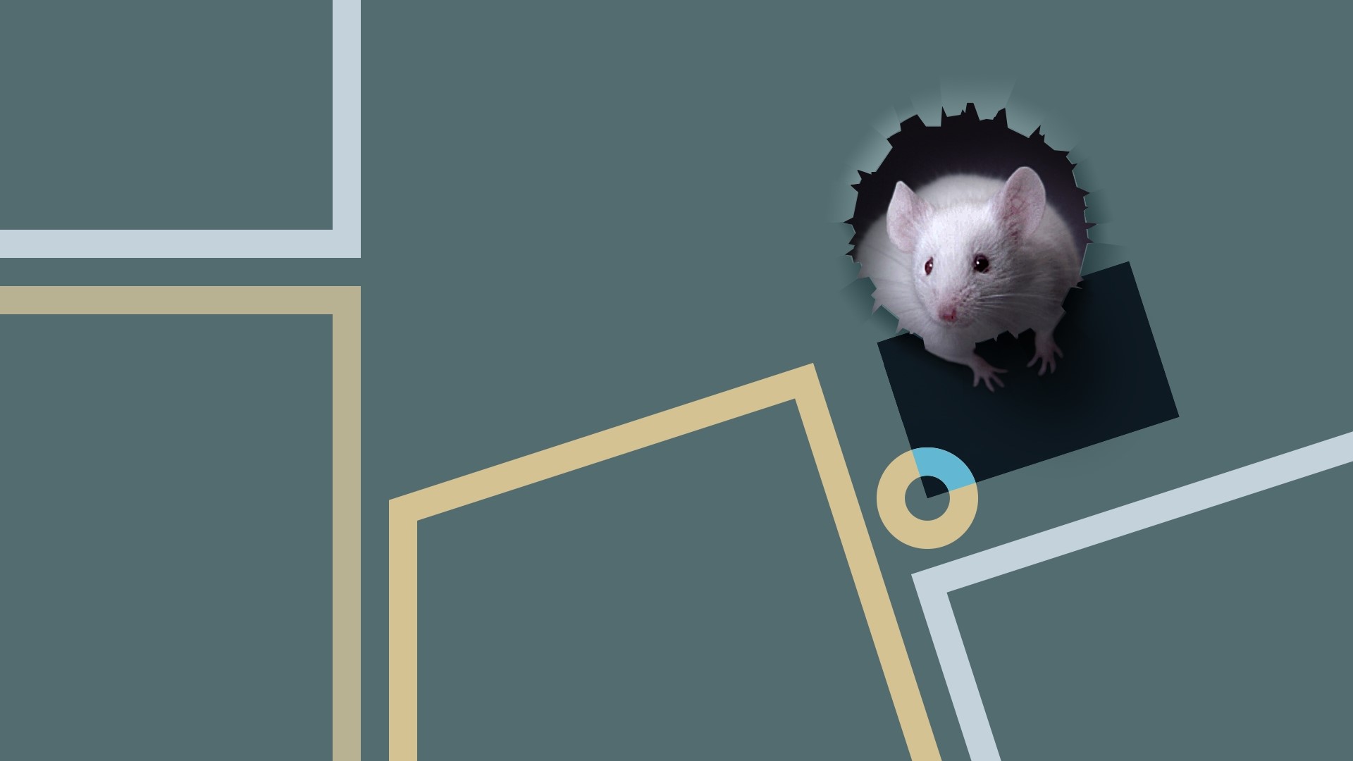 White mouse peeking out of a hole HD Wallpaper